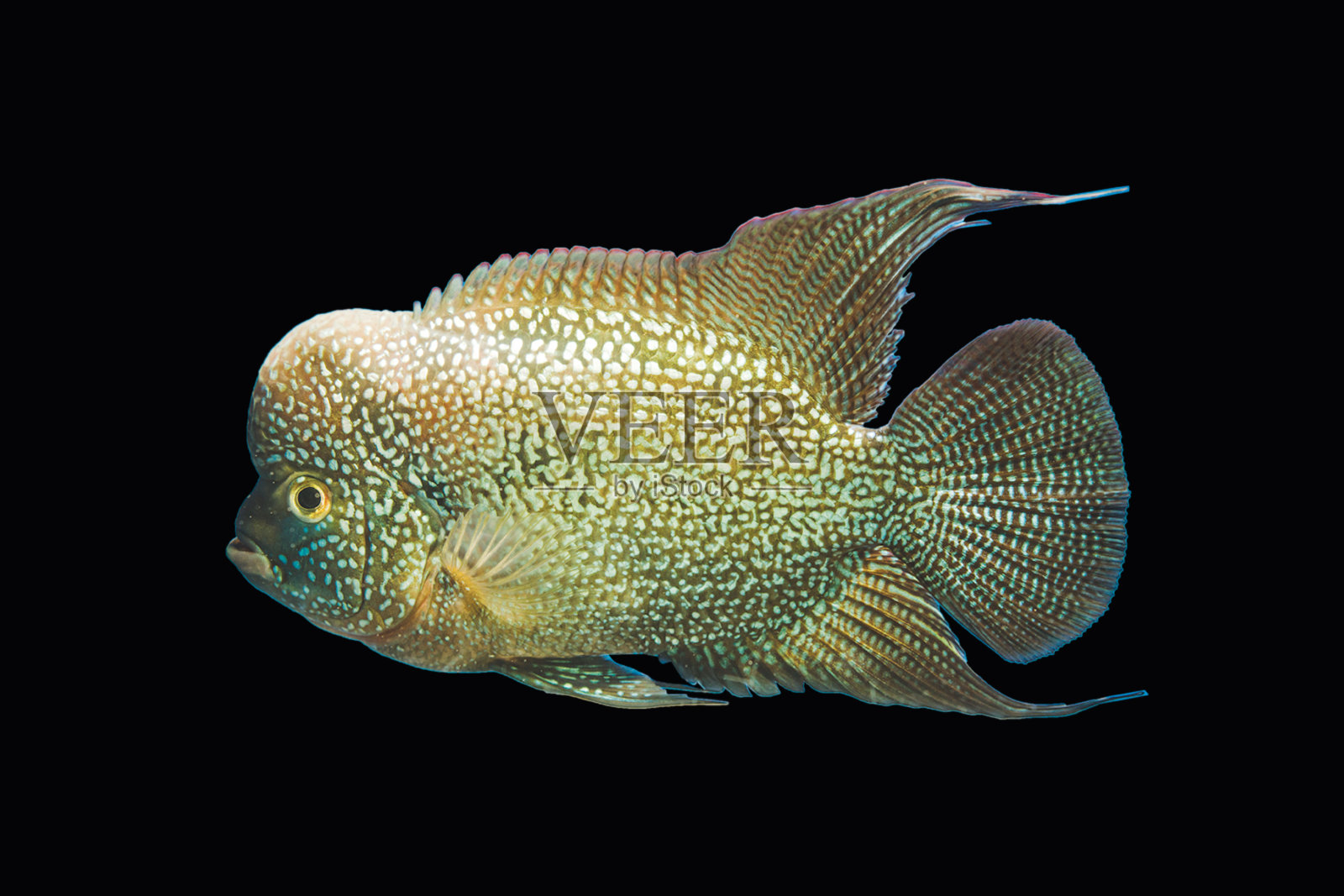 孤立在黑色上的花角鱼照片摄影图片