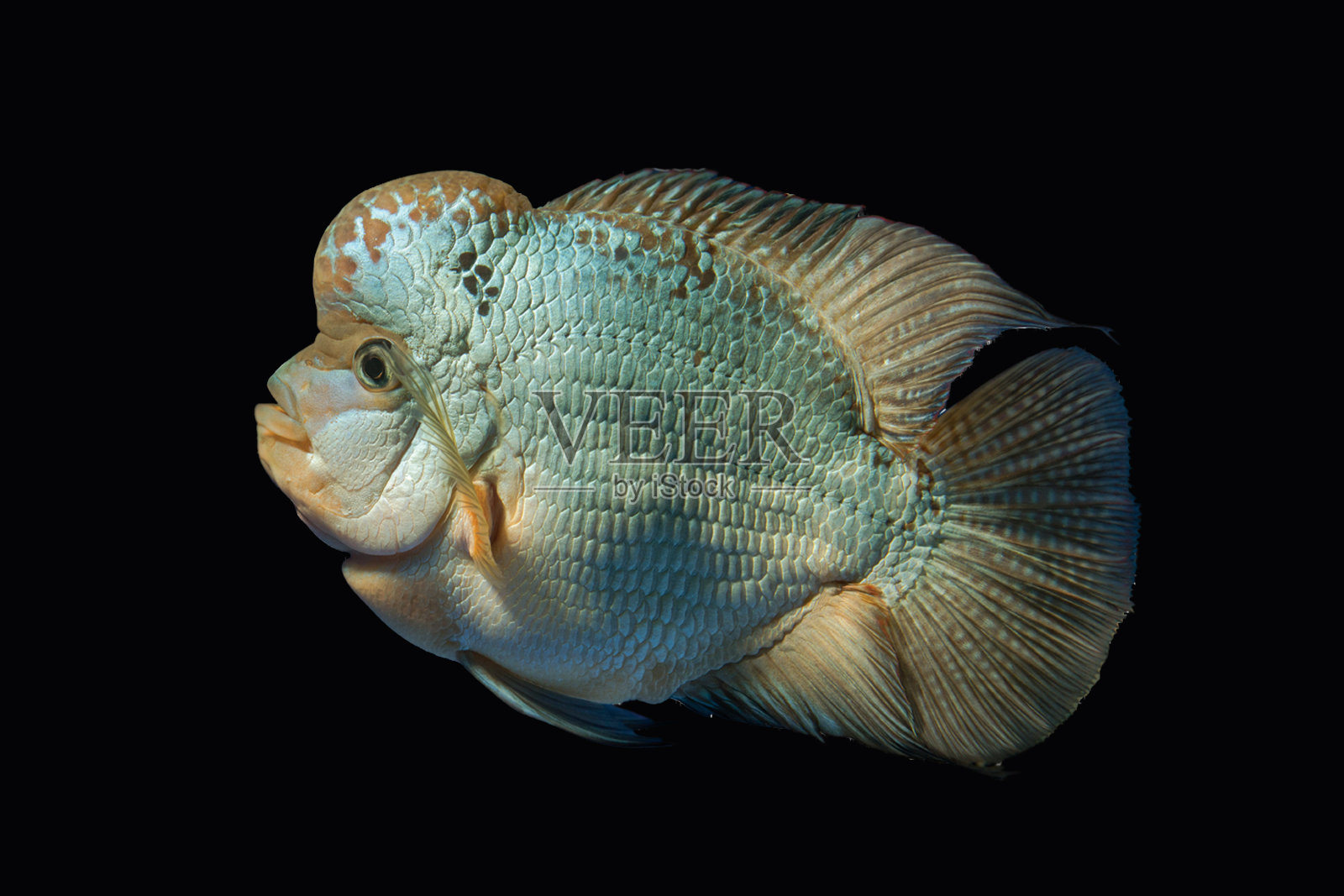 孤立在黑色上的花角鱼照片摄影图片