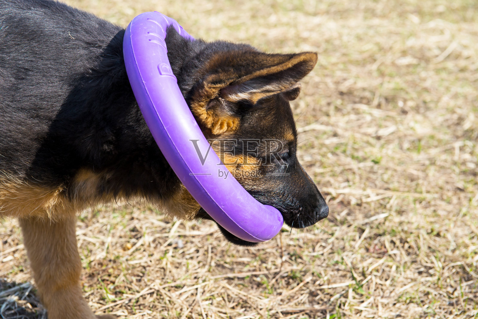 德国牧羊犬玩耍照片摄影图片