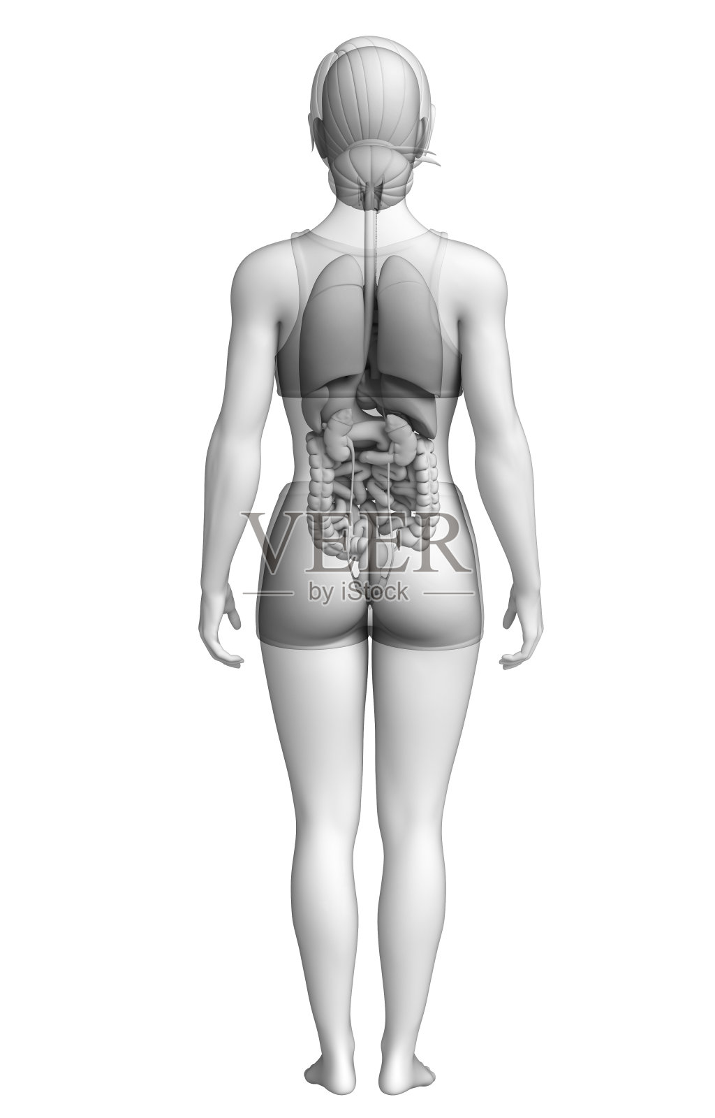 女性消化系统艺术品照片摄影图片