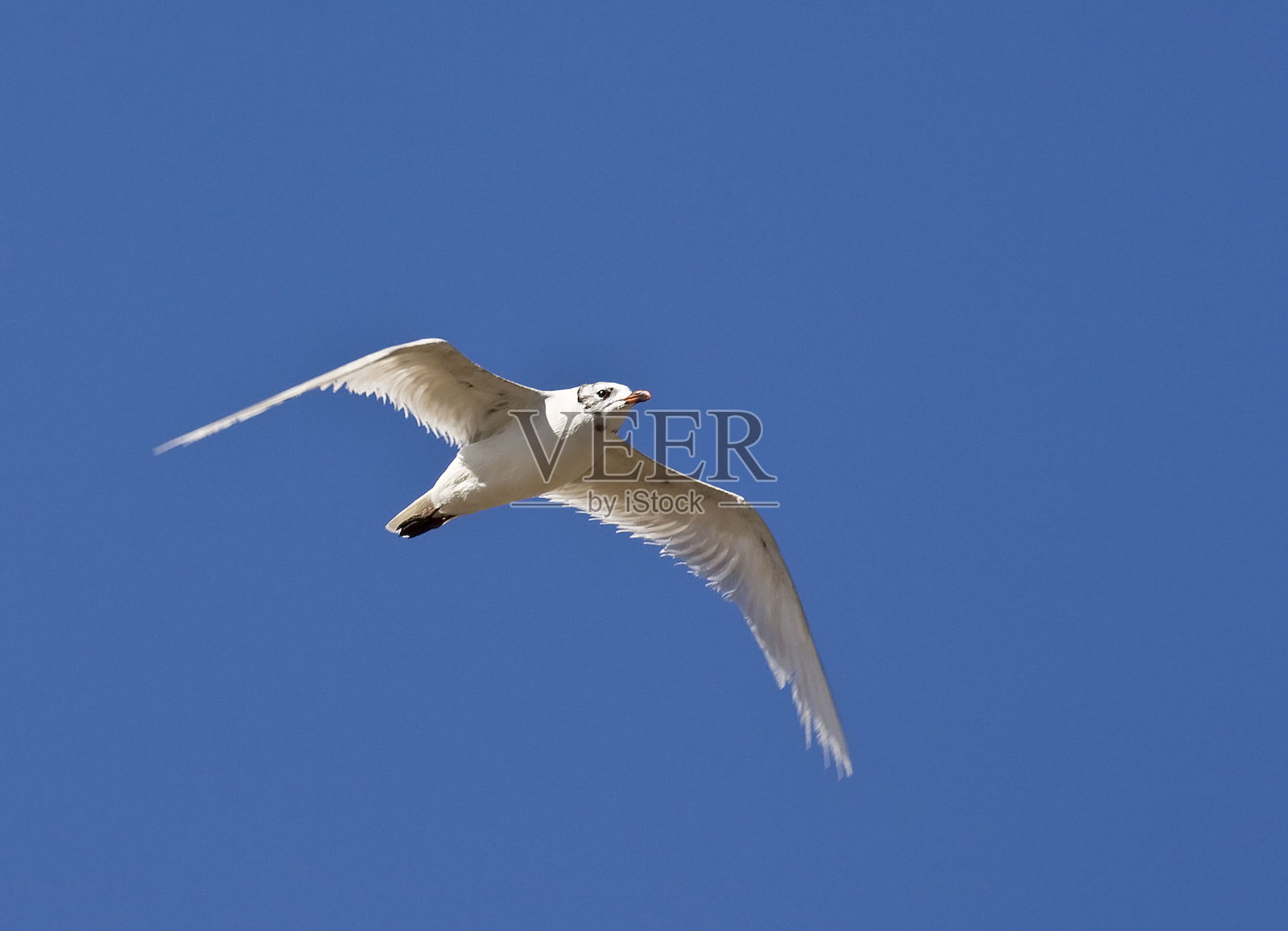 地中海黄金照片摄影图片