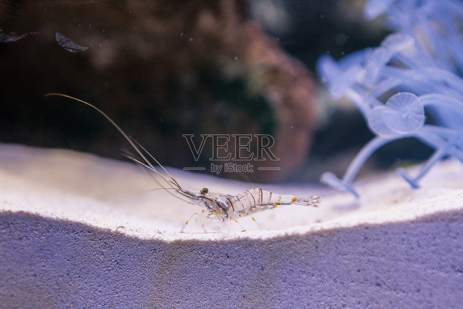 海洋鱼类照片摄影图片