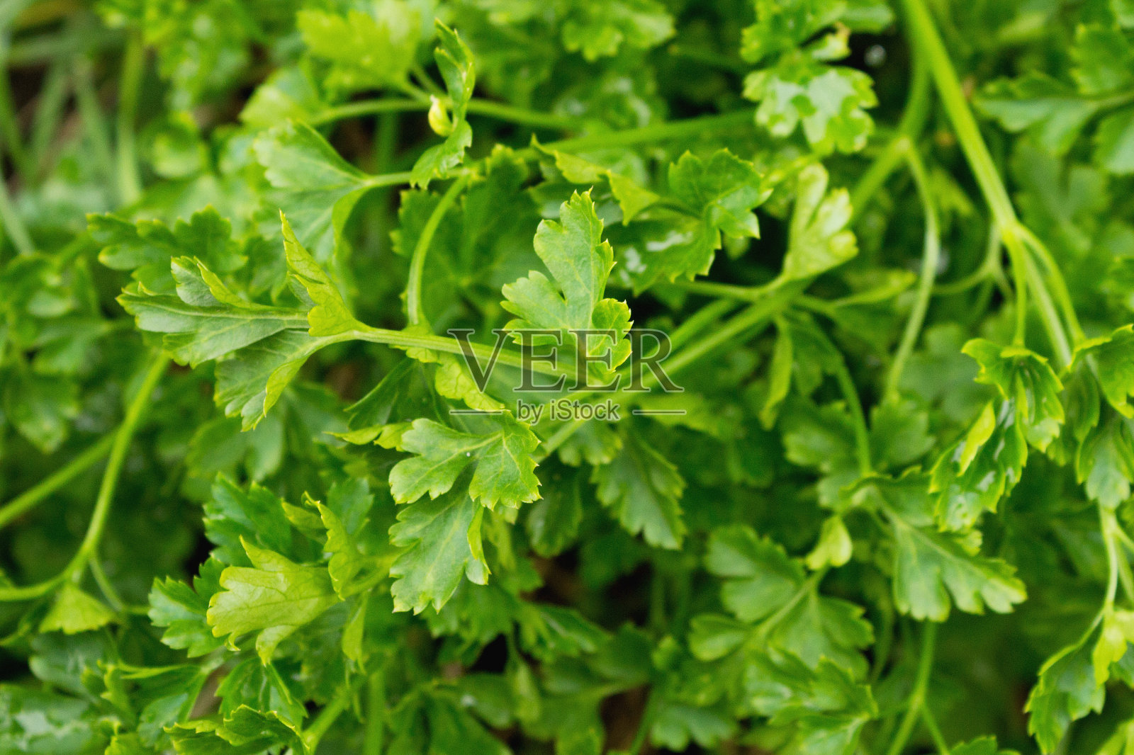 欧芹、树叶的背景照片摄影图片