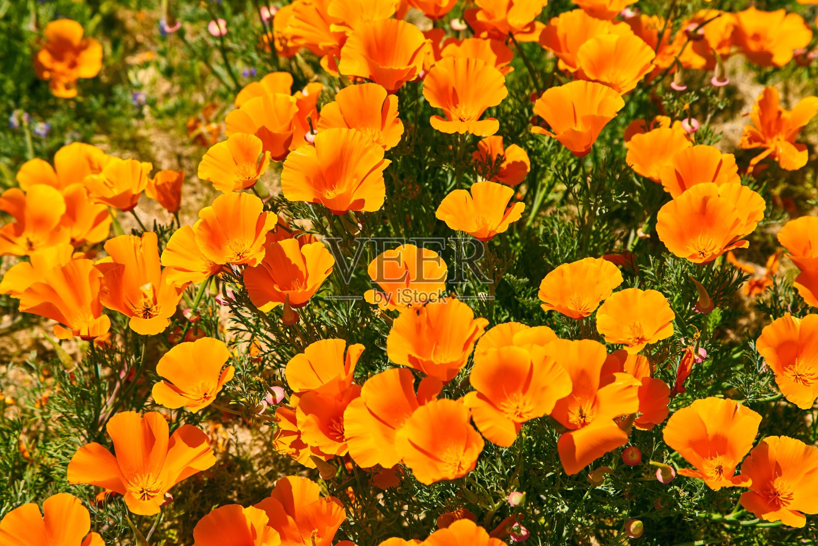 草原上的加利福尼亚罂粟在高峰时期，羚羊谷加利福尼亚罂粟保护区照片摄影图片