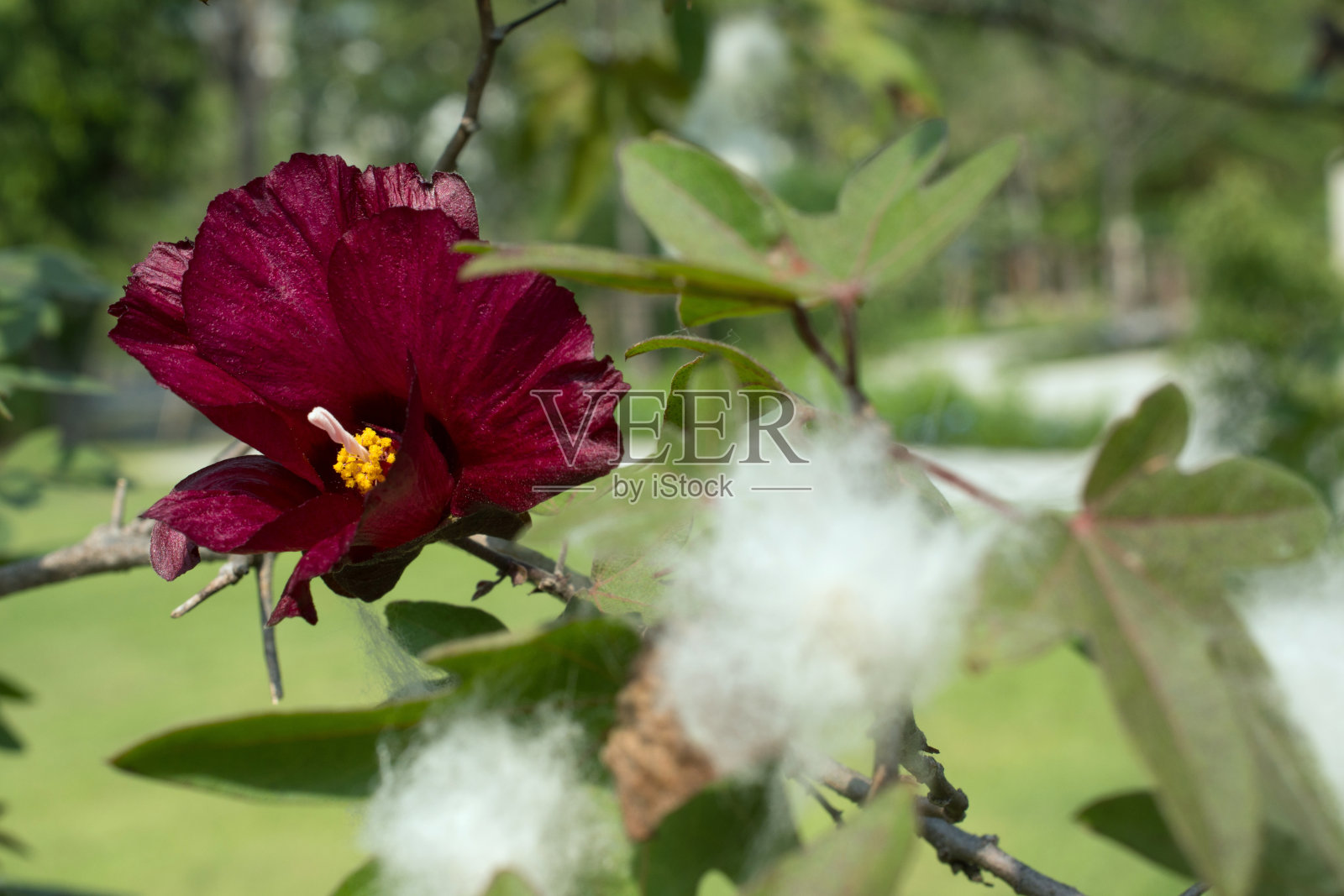 红花晨开。(锦葵科)照片摄影图片