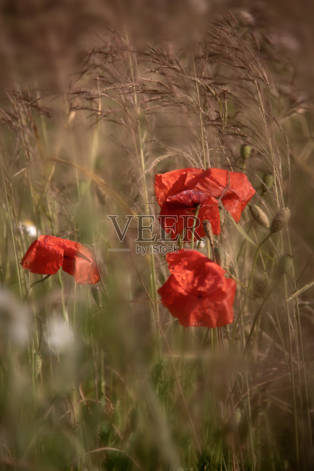 罂粟花照片摄影图片