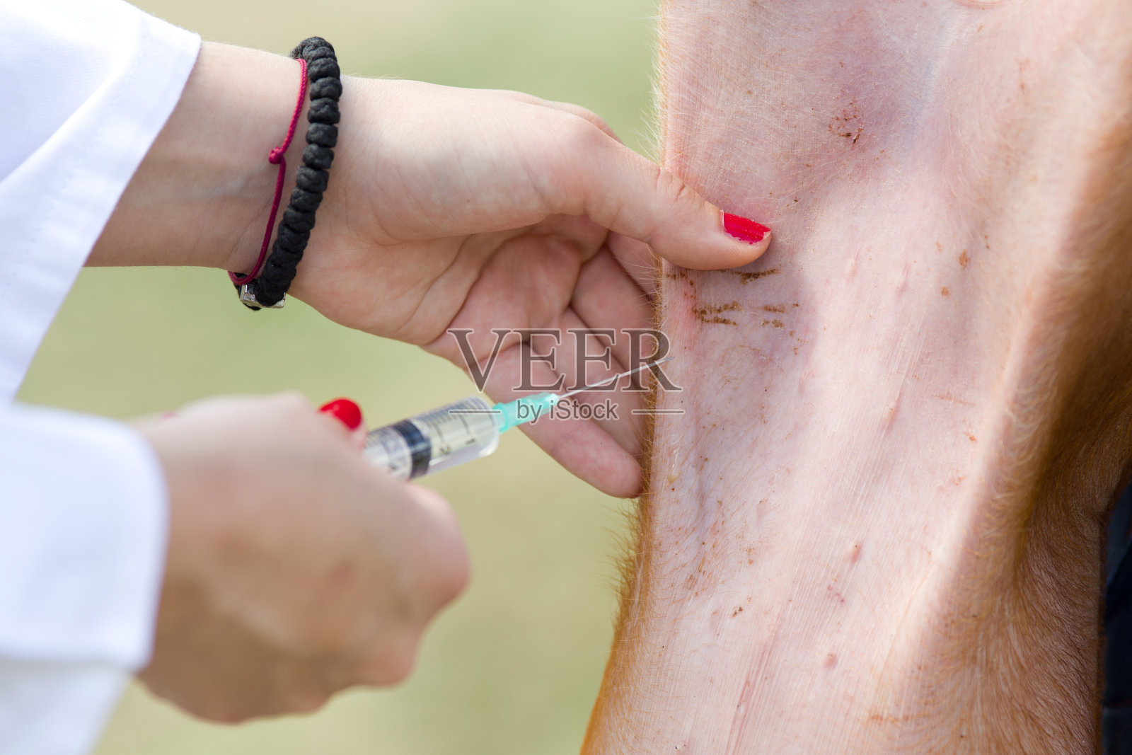 小猪疫苗接种照片摄影图片