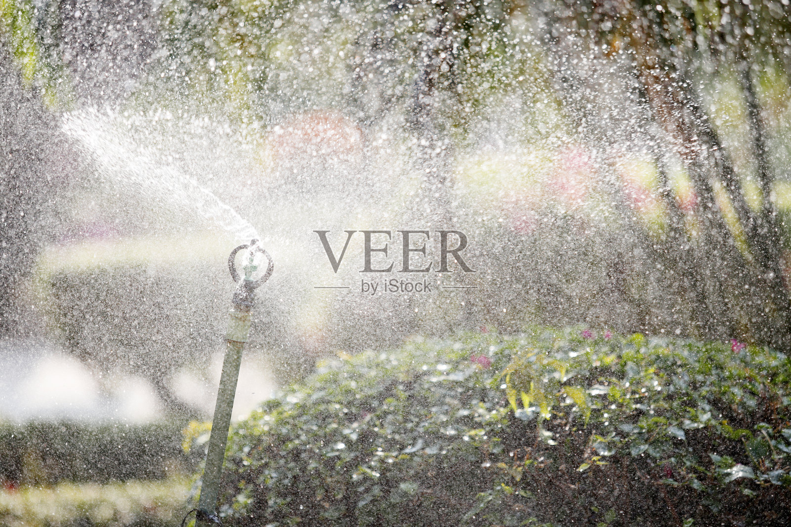 施普林格在花园里照片摄影图片