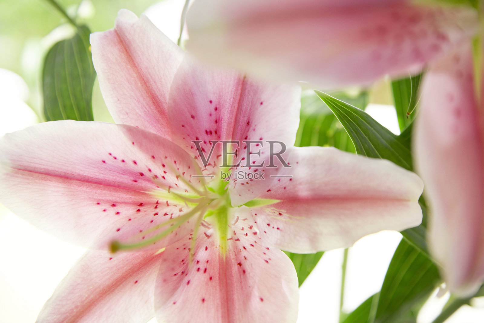 窗饰百合照片摄影图片