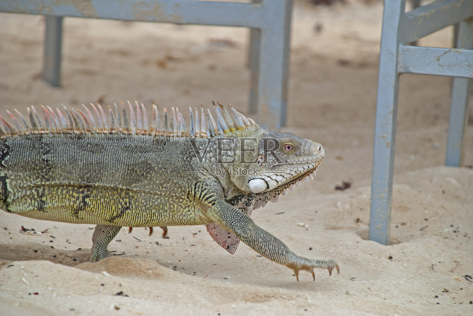 绿鬣蜥照片摄影图片