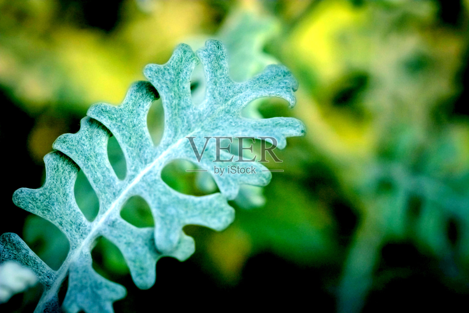 花盛开照片摄影图片