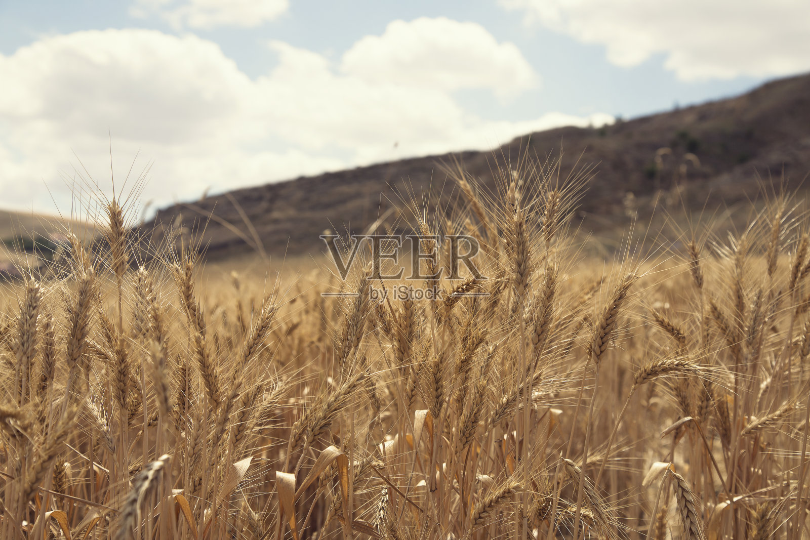 小麦胡子。近距离的麦田图像显示的胡子和小麦的种子。照片摄影图片