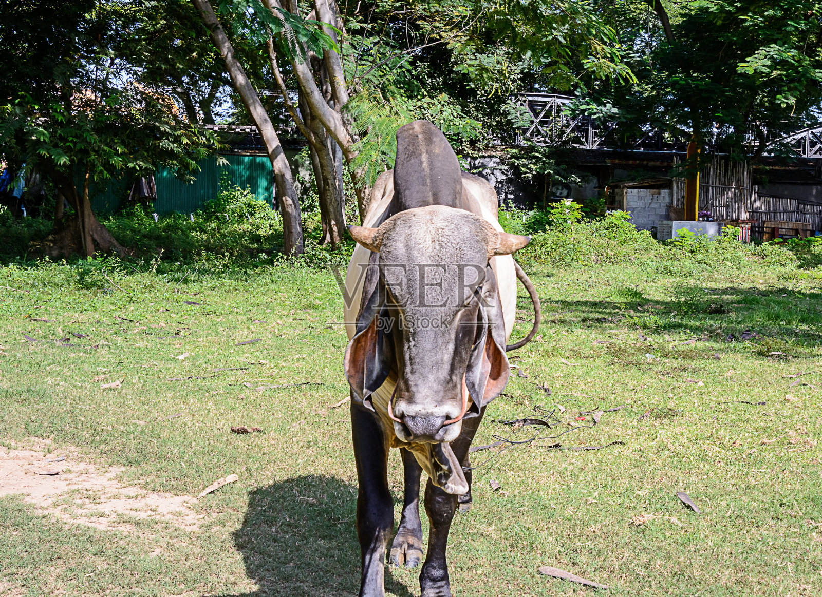 牛照片摄影图片