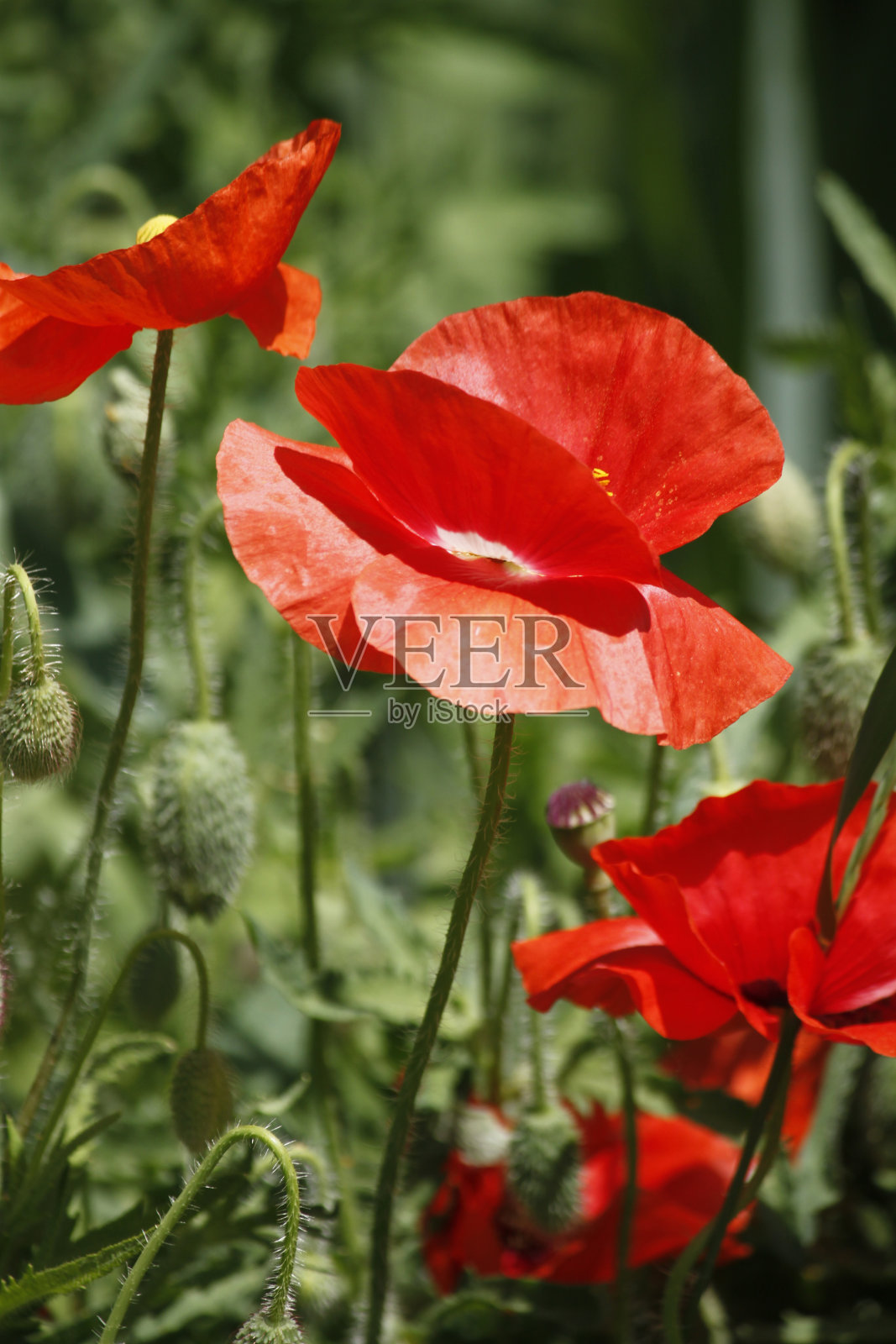 田间的红罂粟照片摄影图片