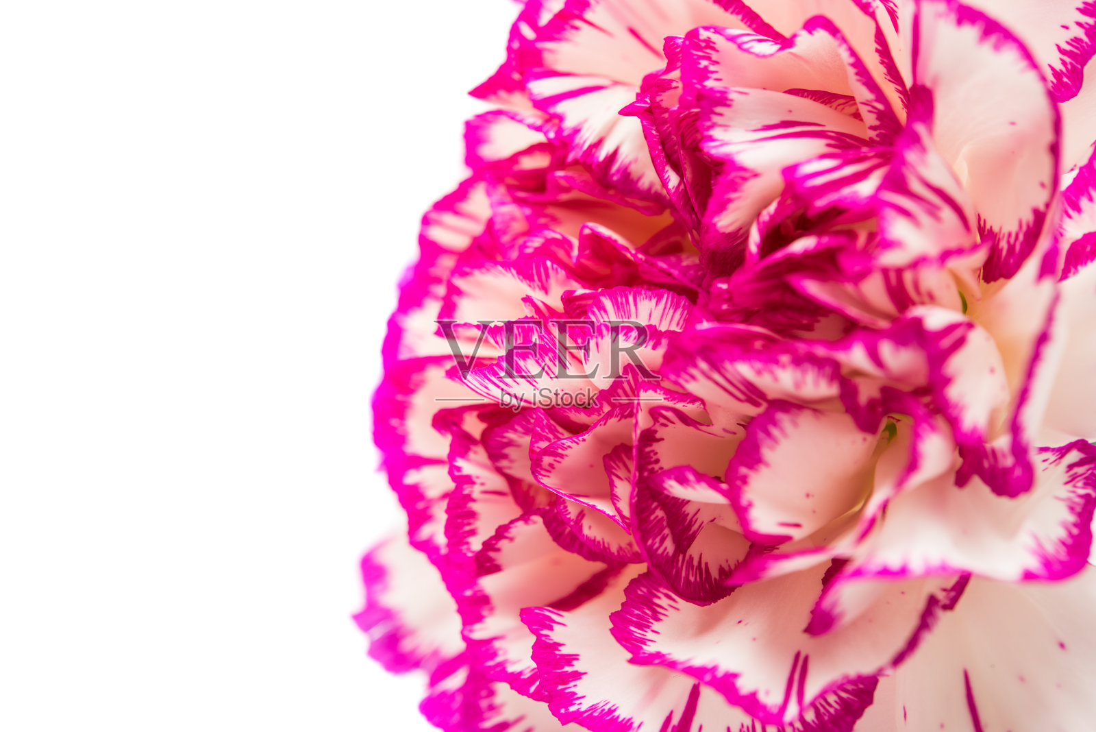 康乃馨花孤立照片摄影图片