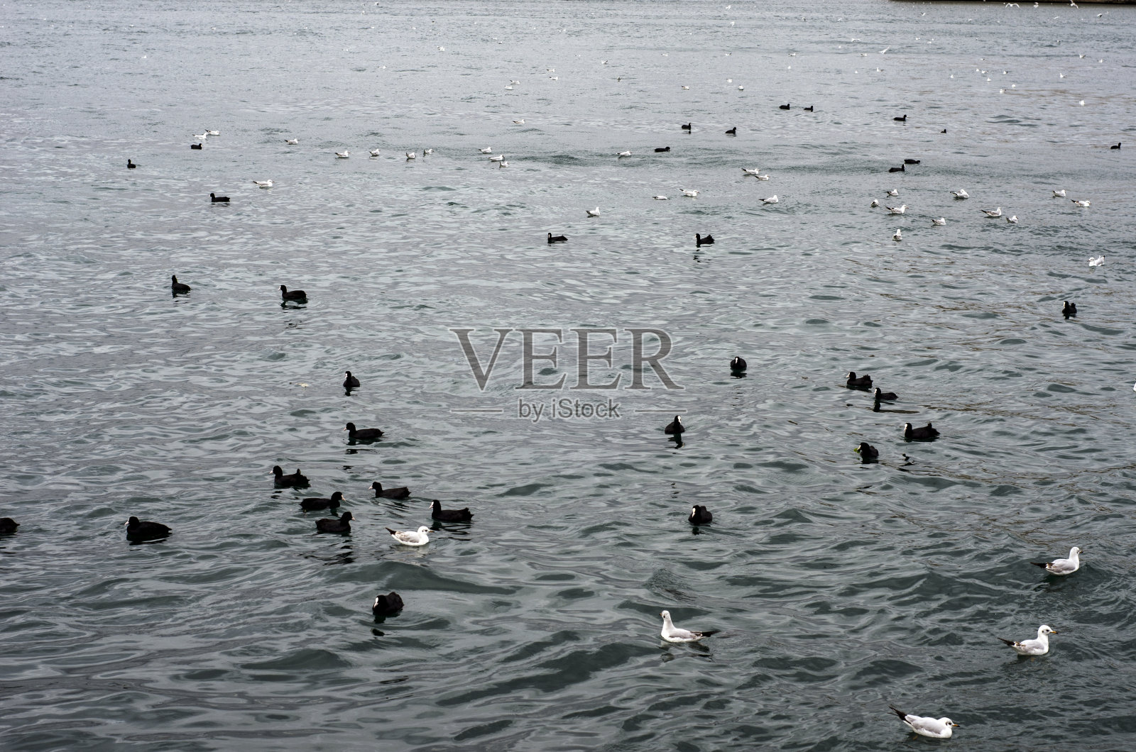 海鸥照片摄影图片