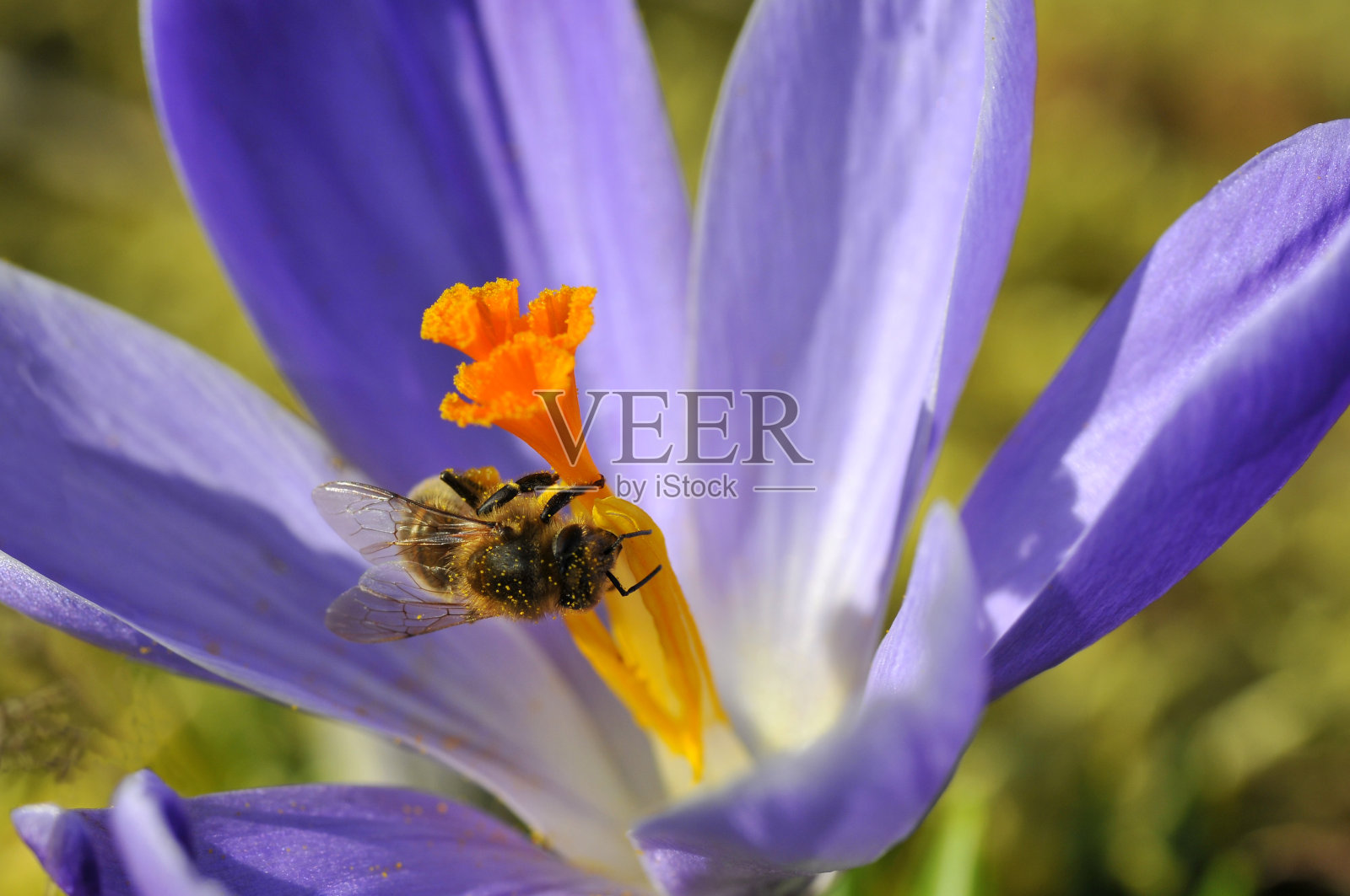 以蓝色藏红花为食的蜜蜂照片摄影图片