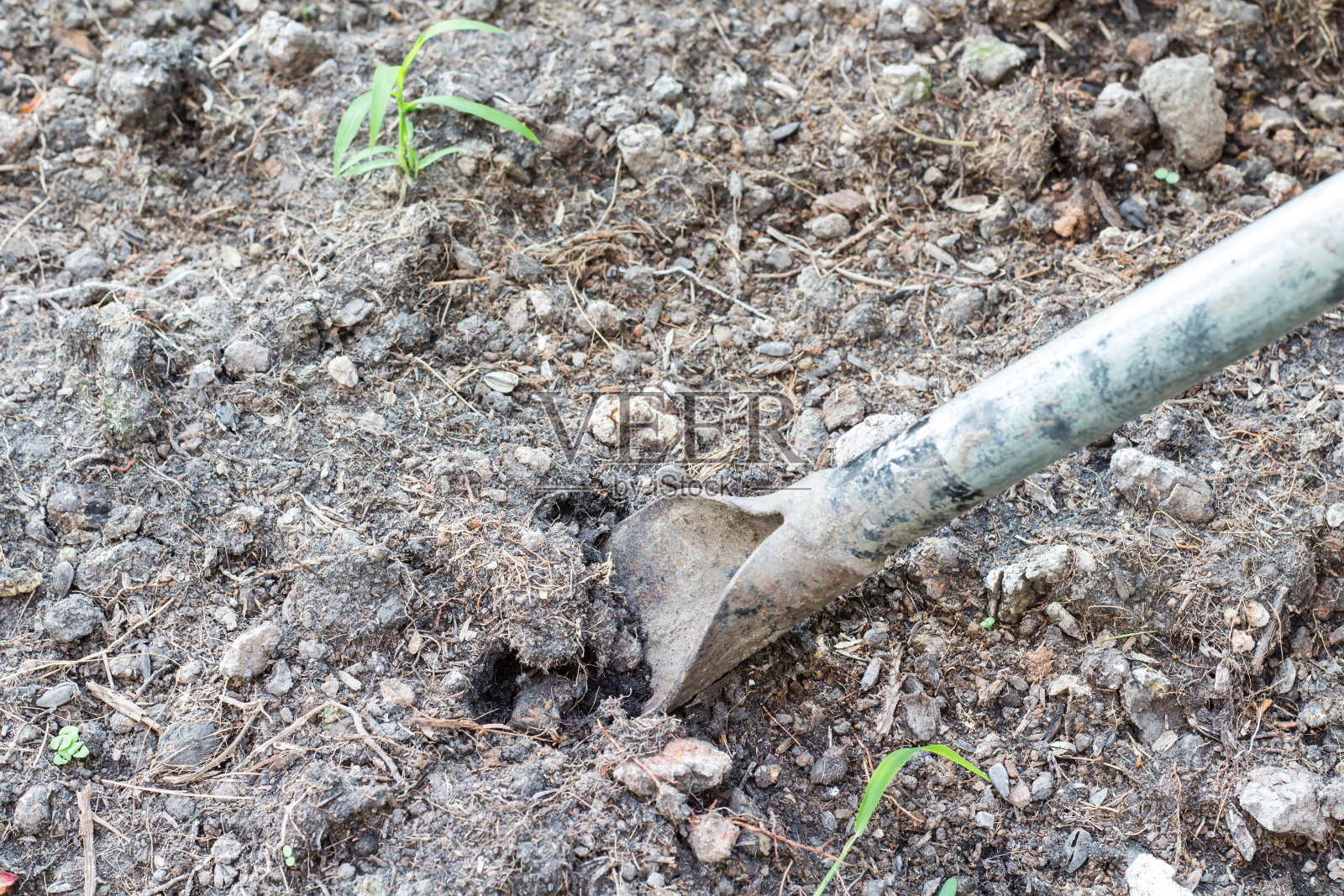 花园土壤上的铁锹照片摄影图片