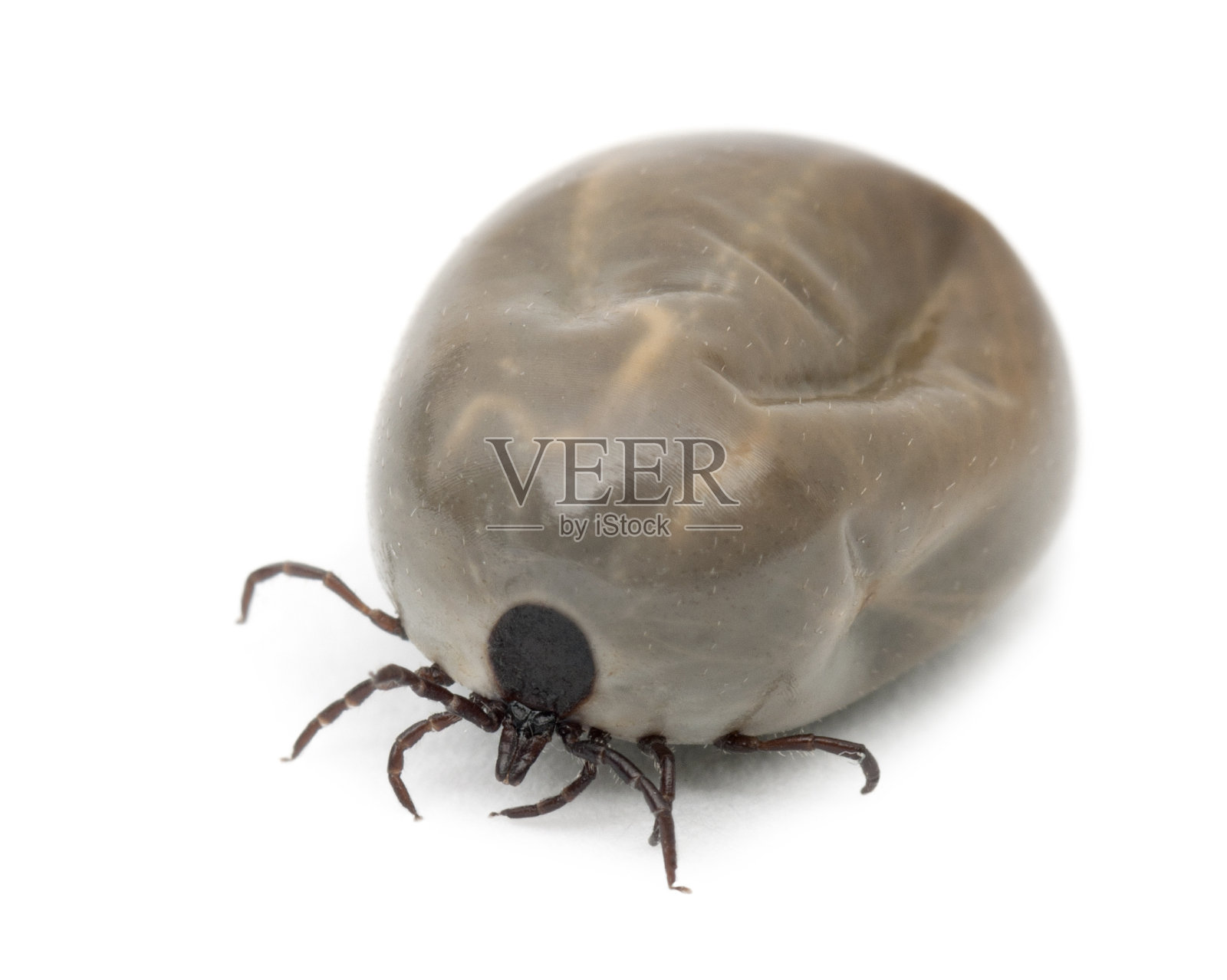 充血的蓖麻豆蜱照片摄影图片