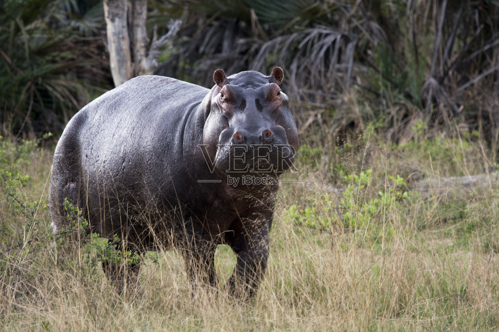 河马，嬉皮士照片摄影图片