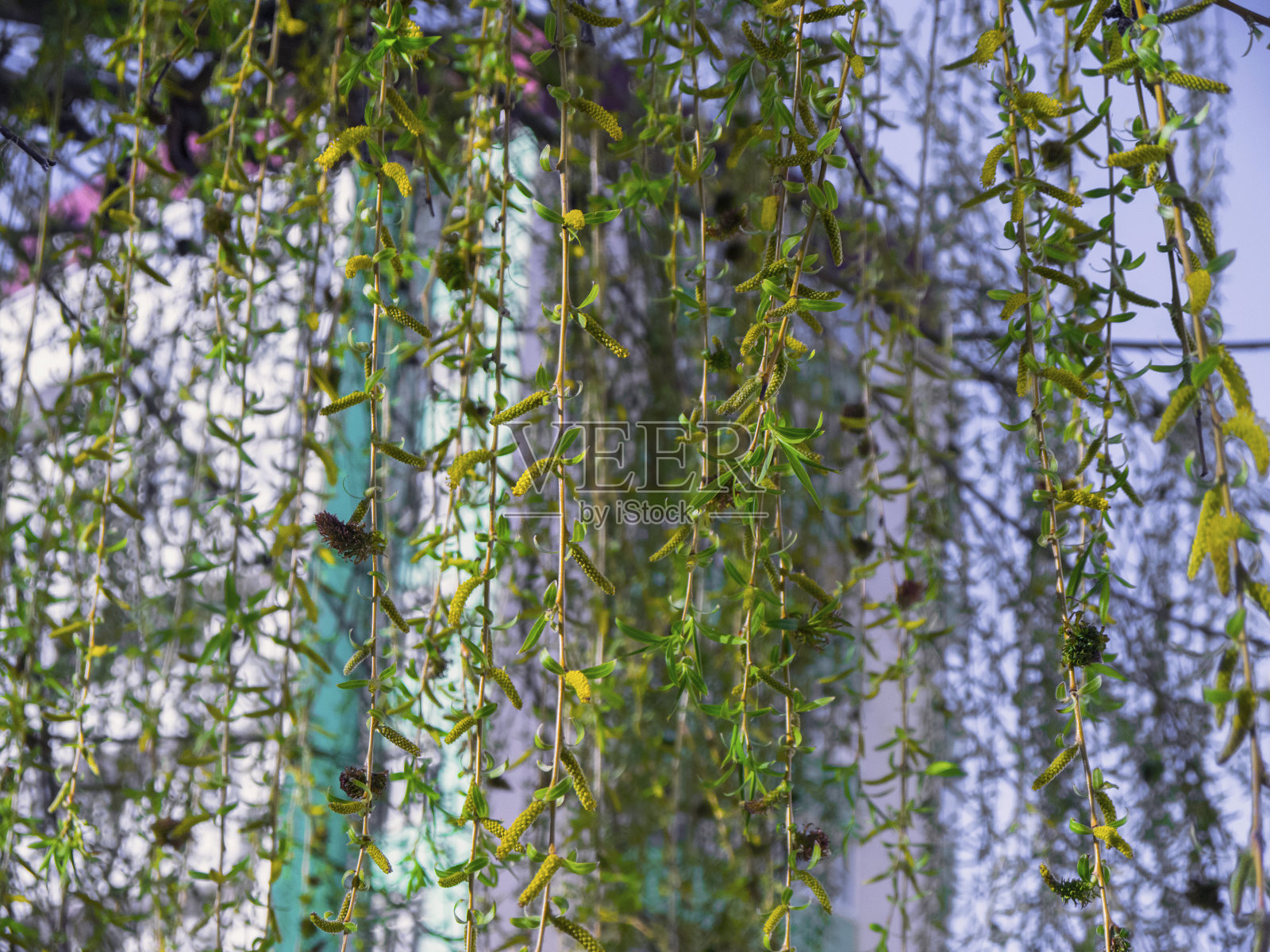 盛开的绿柳枝照片摄影图片