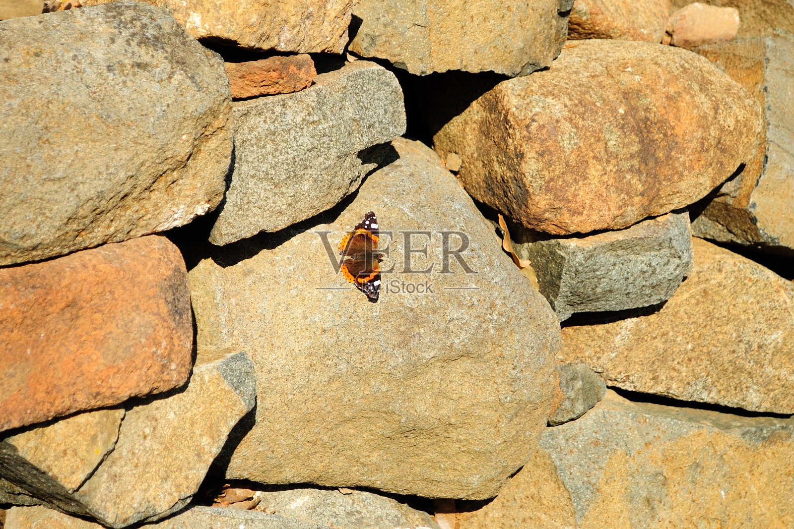 蝴蝶。照片摄影图片