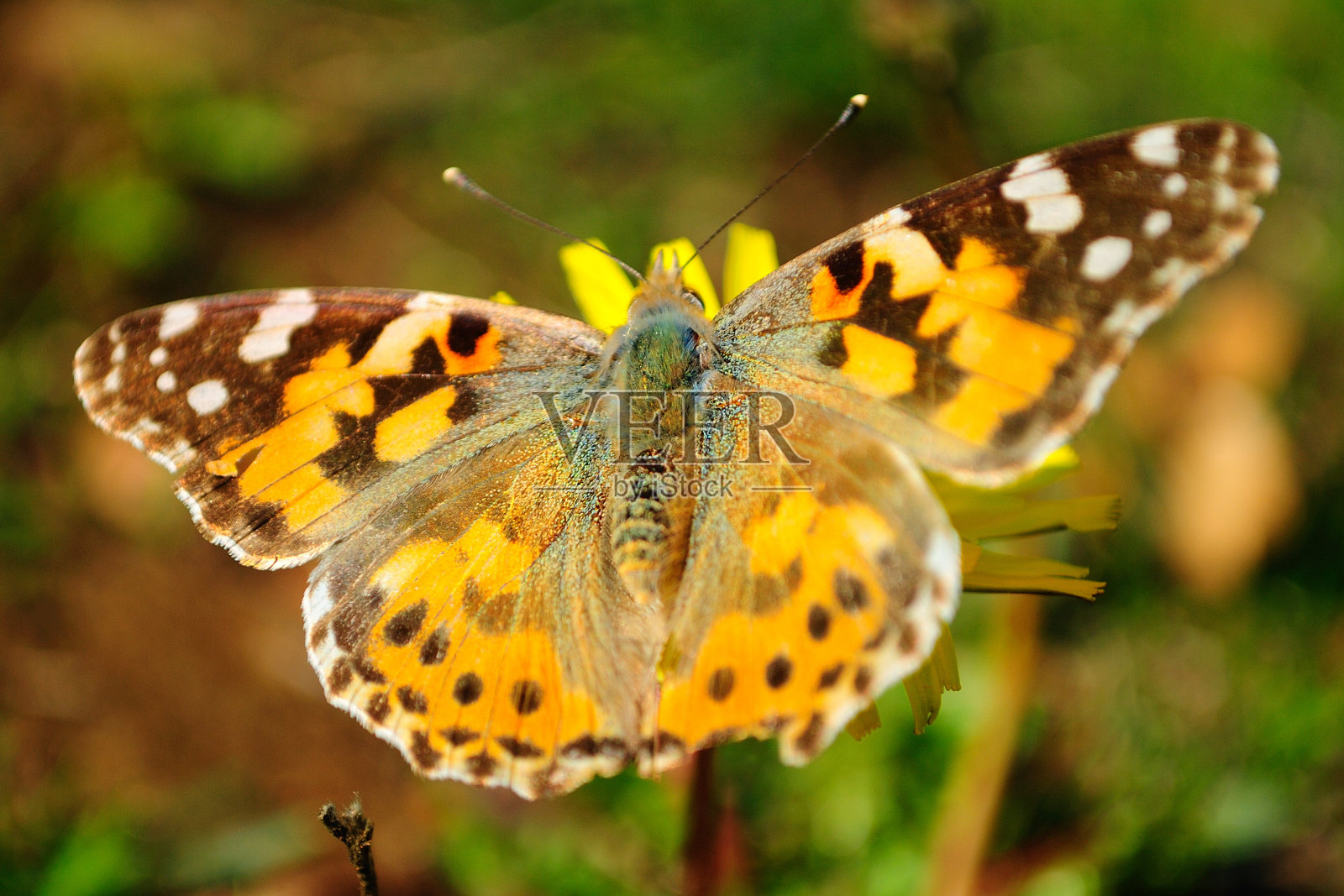 蝴蝶。照片摄影图片