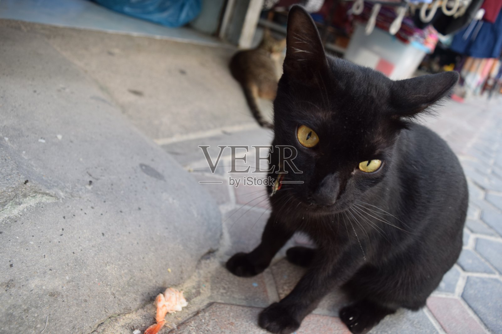 黑猫盯着照片摄影图片