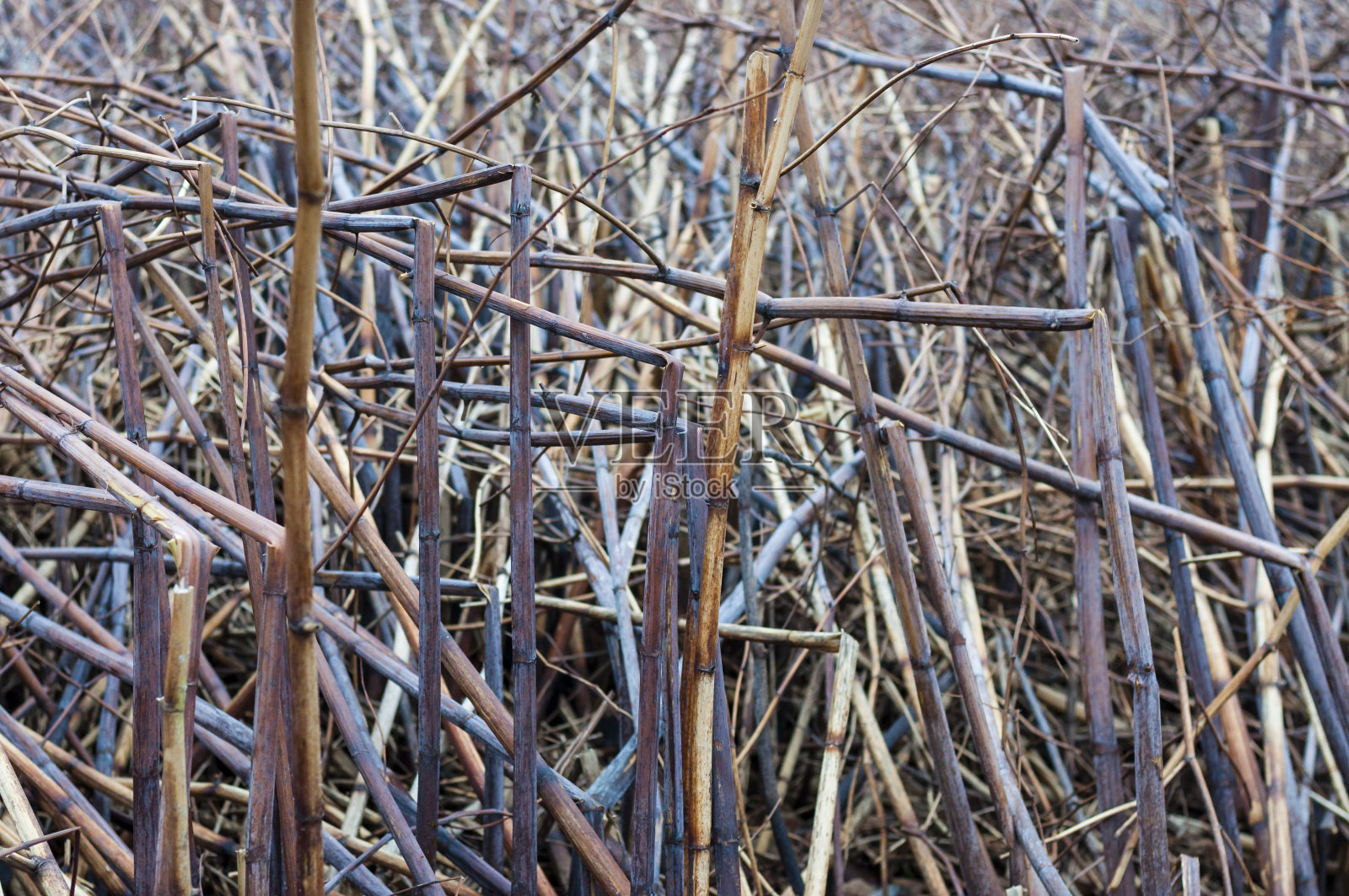 断茎纹理背景照片摄影图片
