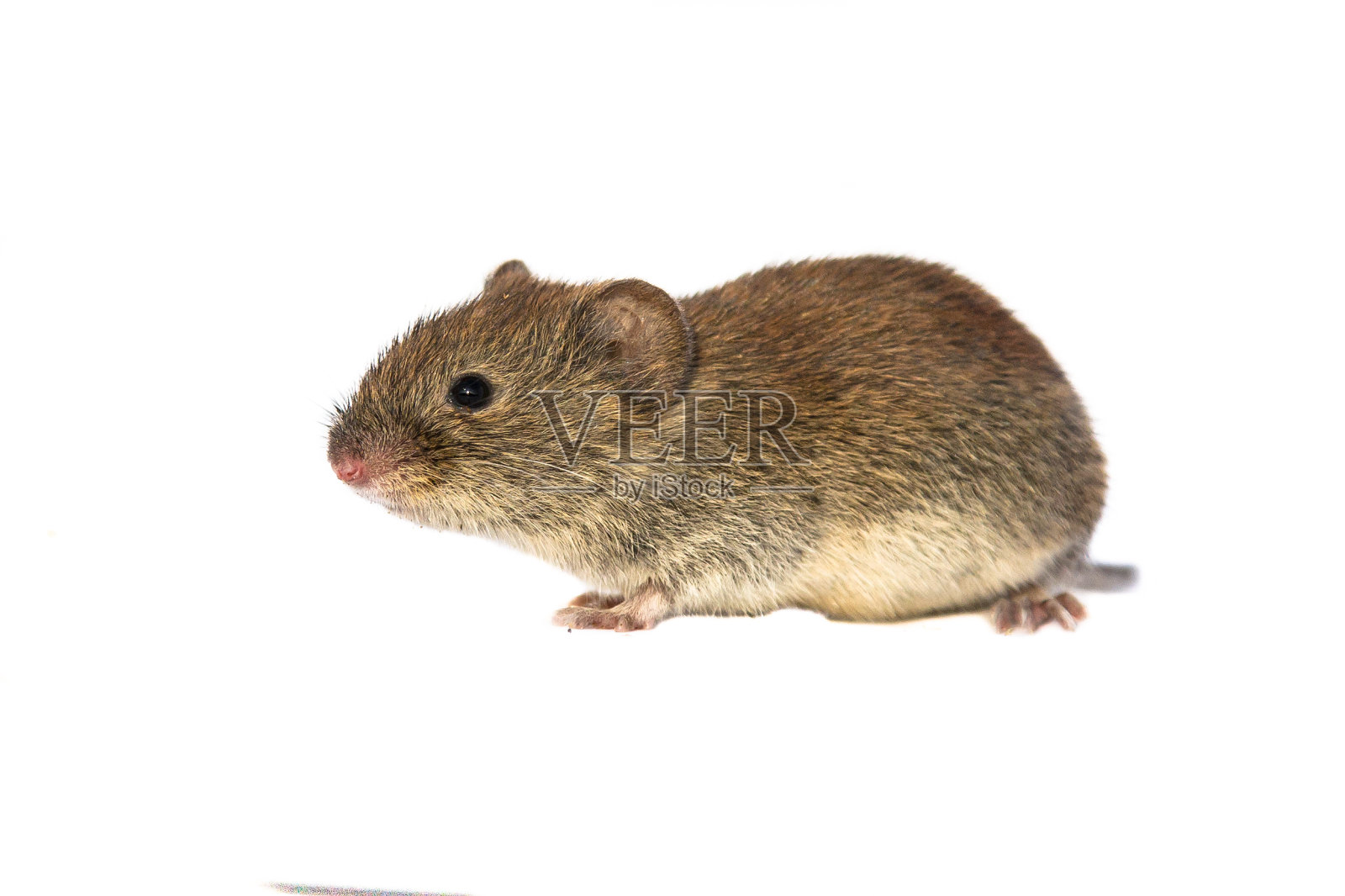 银行田鼠在白色照片摄影图片