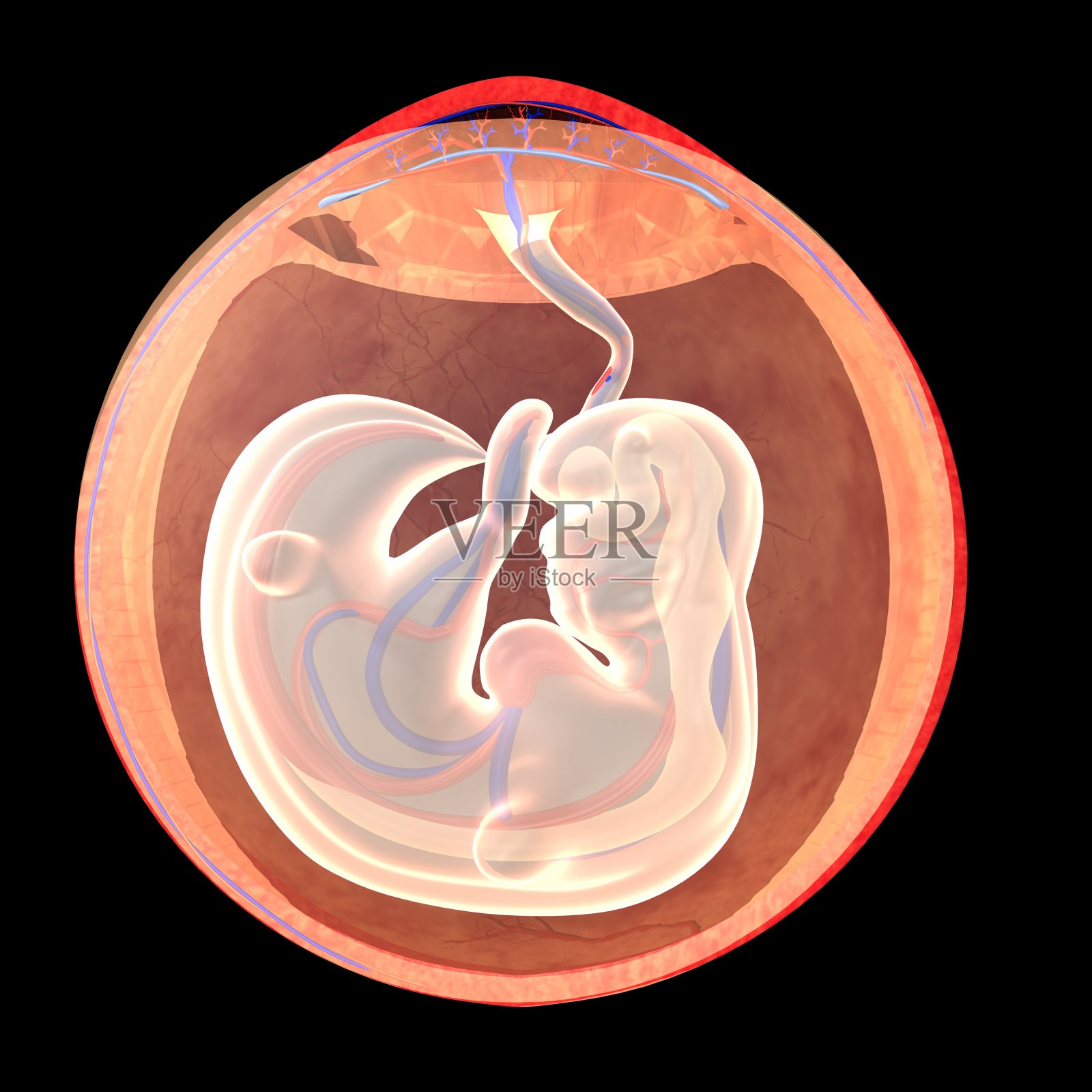 婴儿在子宫里照片摄影图片