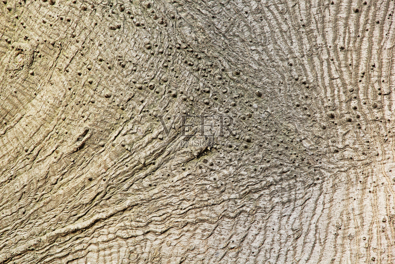 树皮文摘照片摄影图片