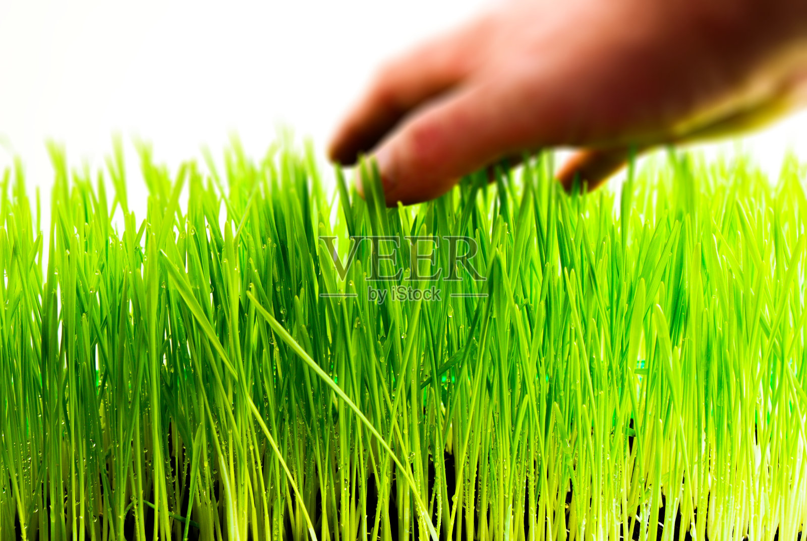 新鲜小麦草照片摄影图片