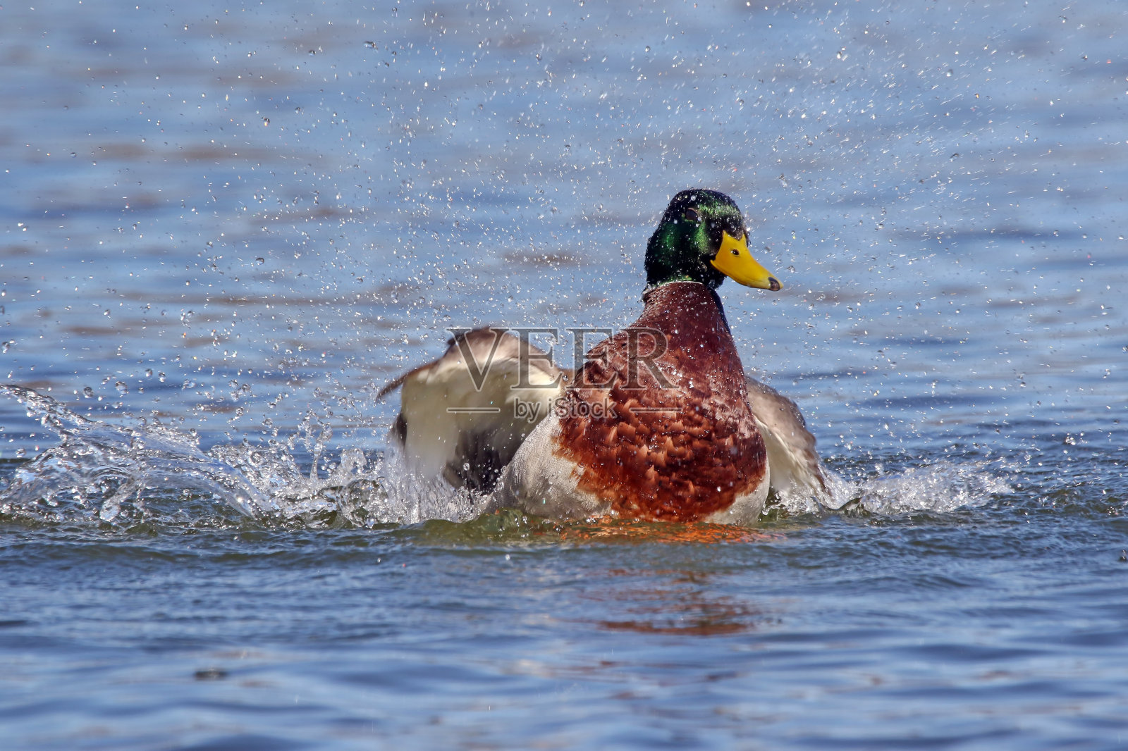 野鸭照片摄影图片