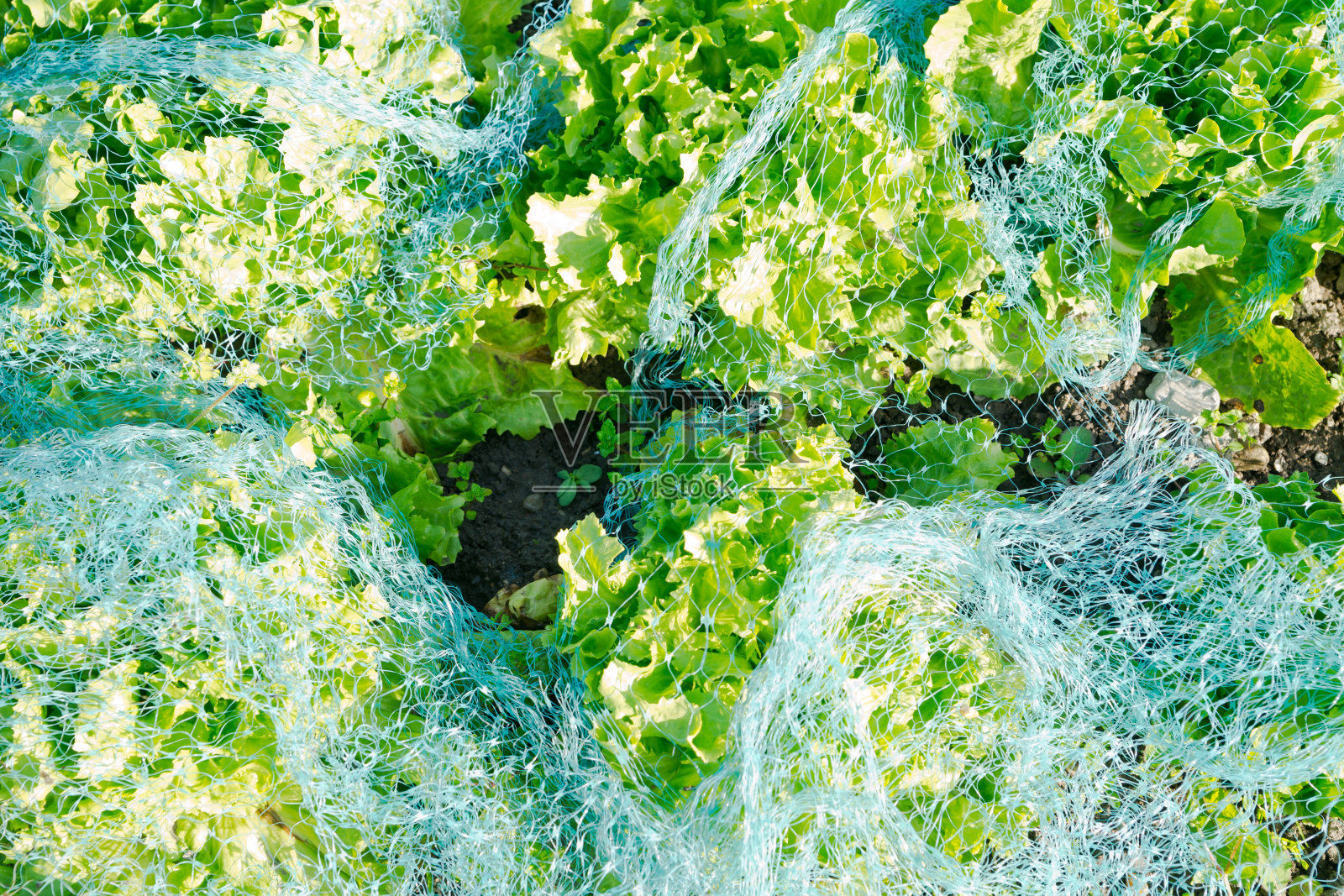 在一块保护网下的生菜照片摄影图片