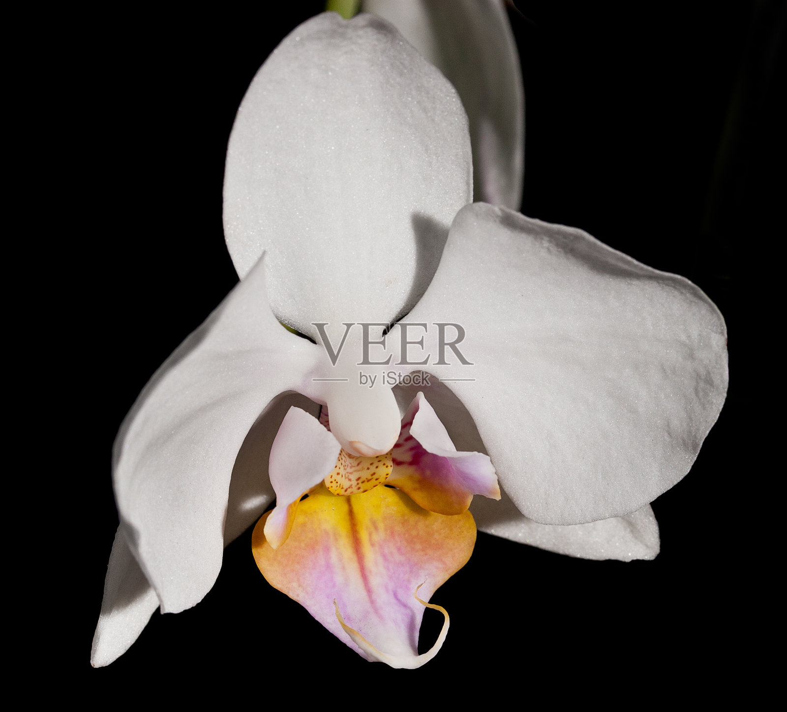 白色的兰花照片摄影图片