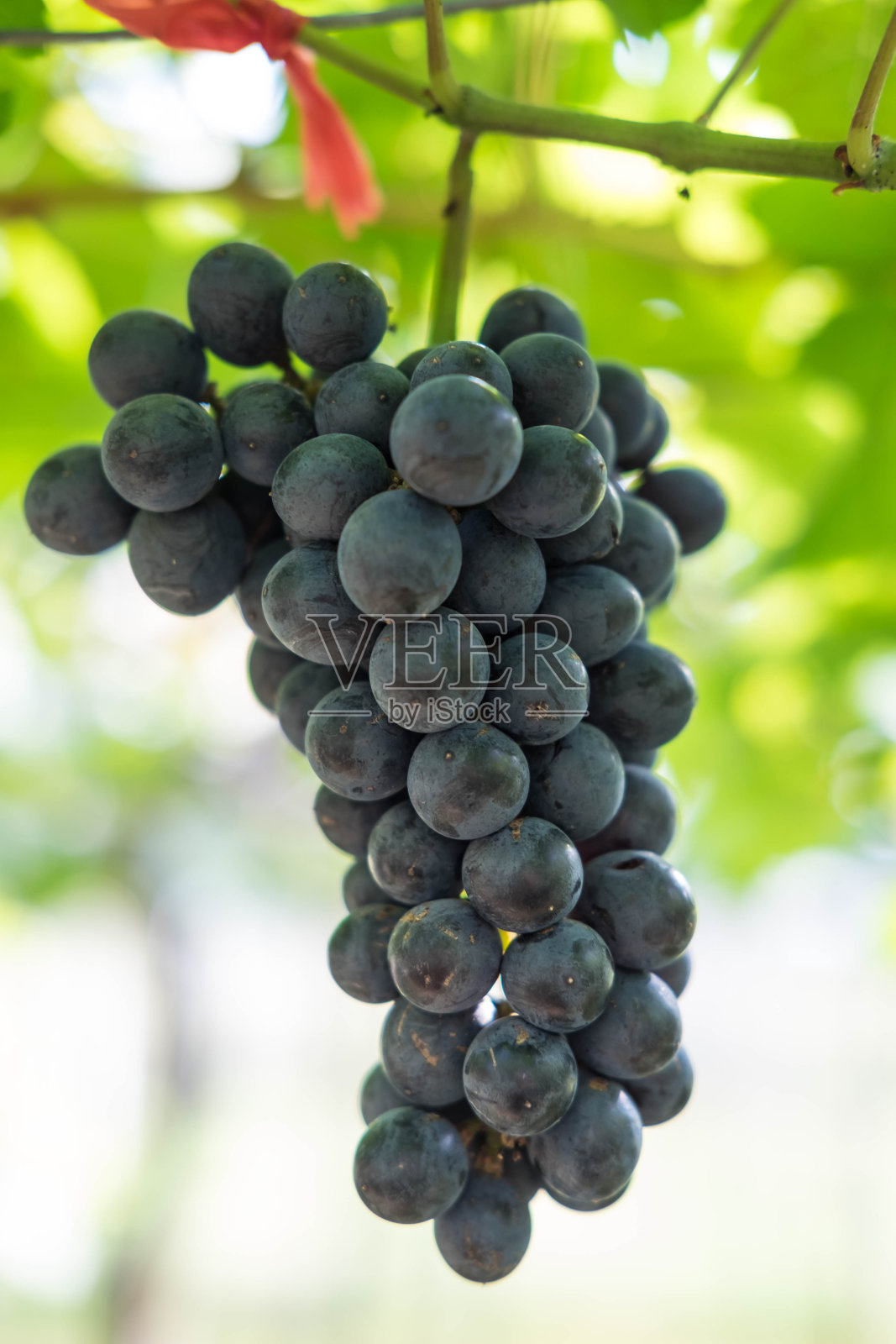葡萄果实在树上在花园里照片摄影图片