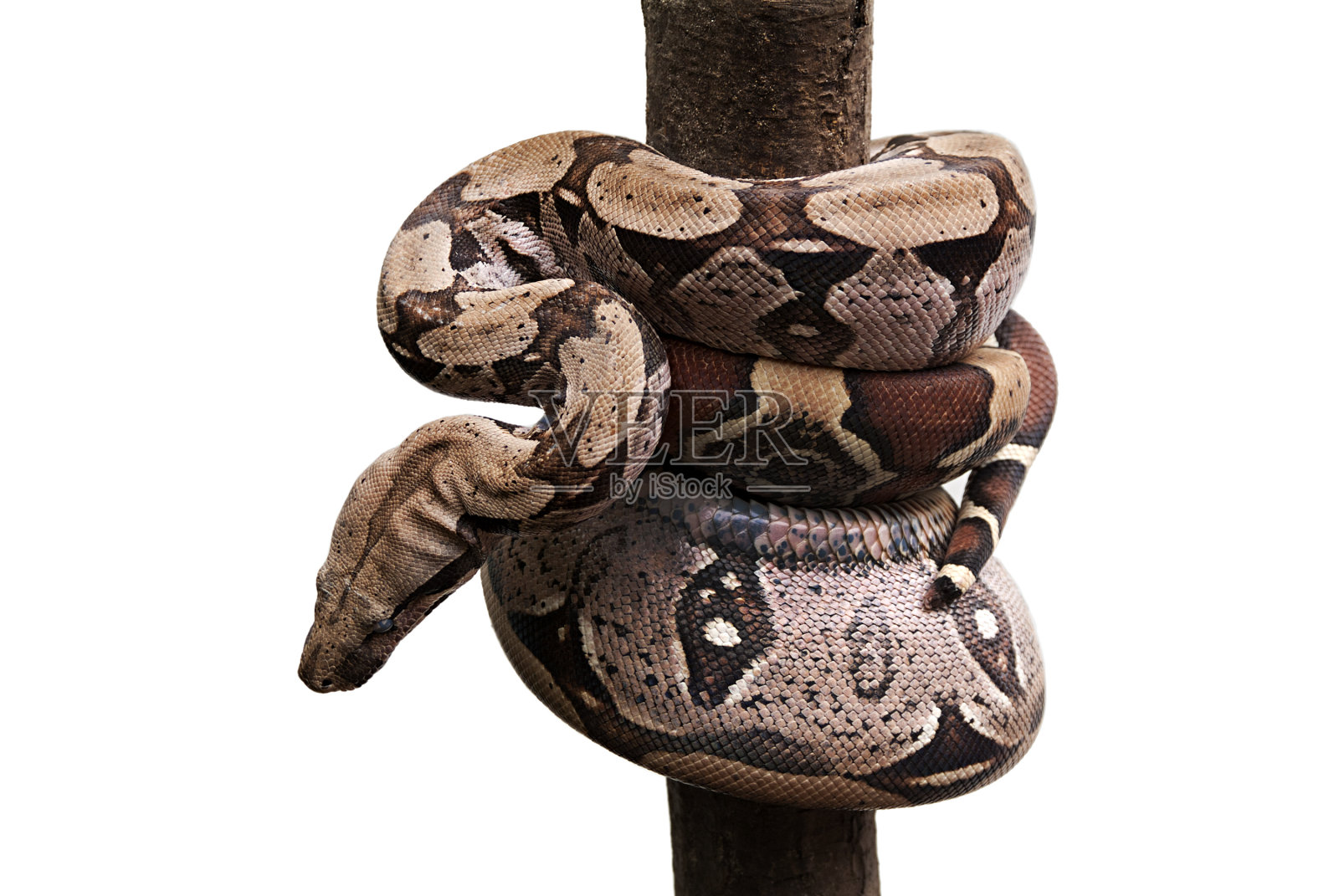 蛇盘绕在白色背景的树干上照片摄影图片