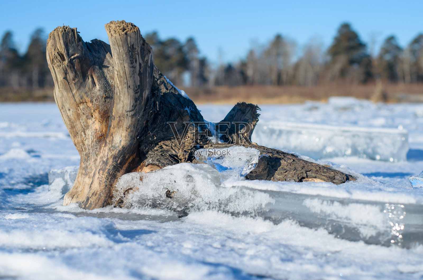 冰封的树。照片摄影图片