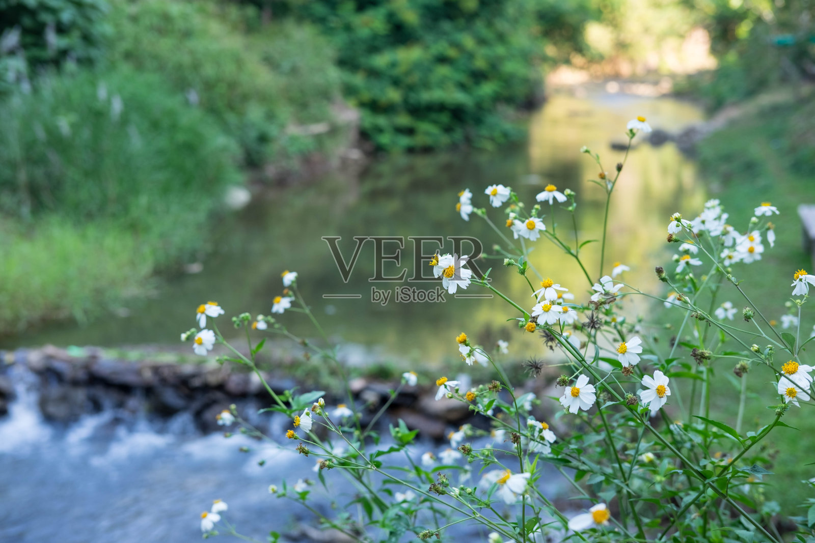 美丽的小白花生长在河边的乡村照片摄影图片