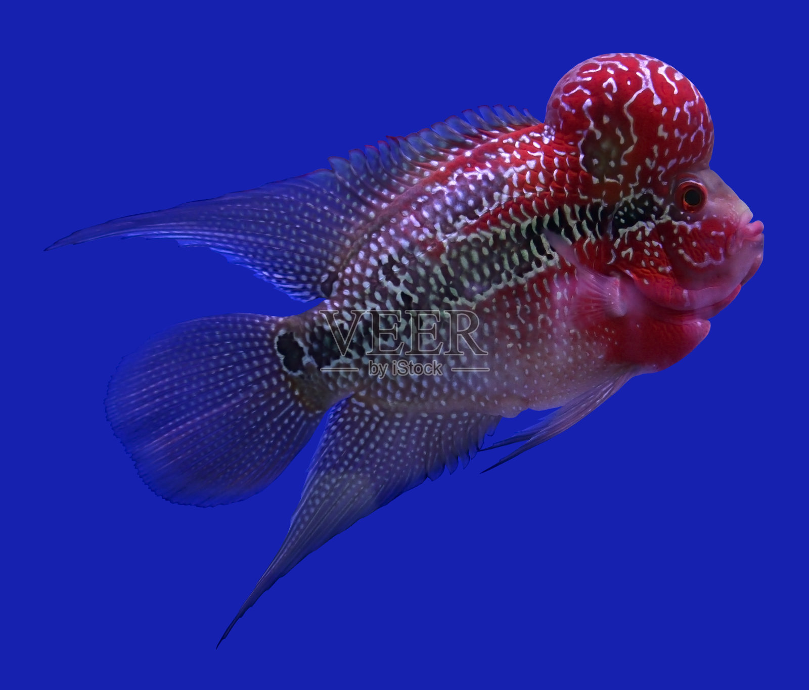 Flowerhorn鲷鱼照片摄影图片