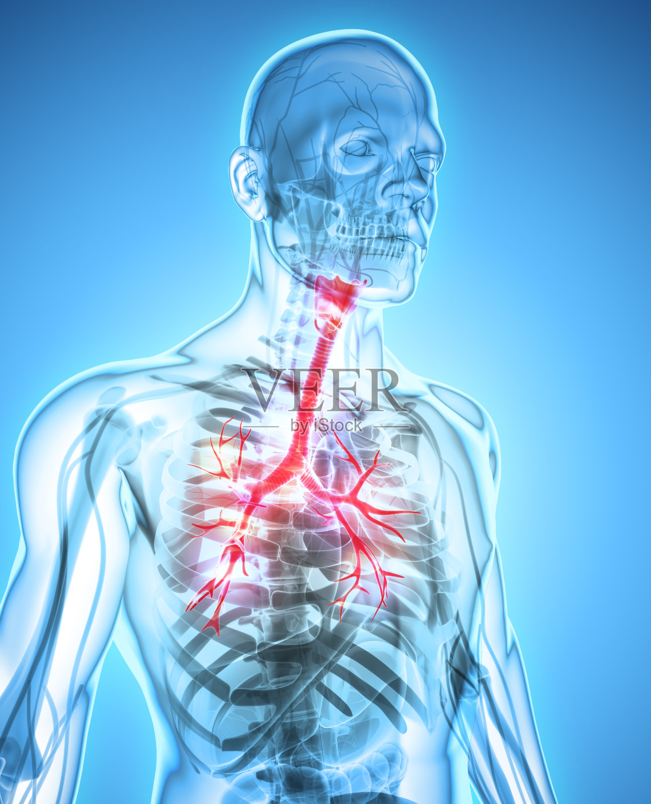 喉部气管支气管三维图示。插画图片素材