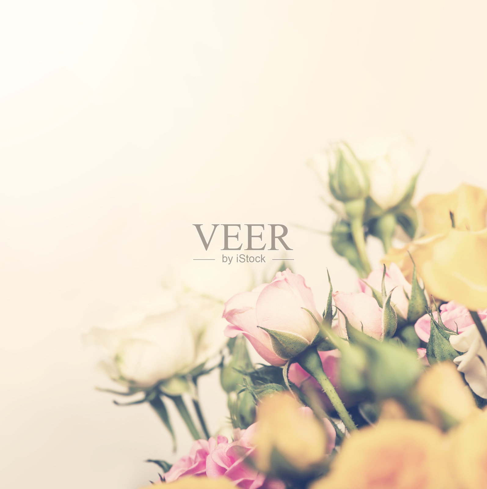 散焦一束玫瑰照片摄影图片