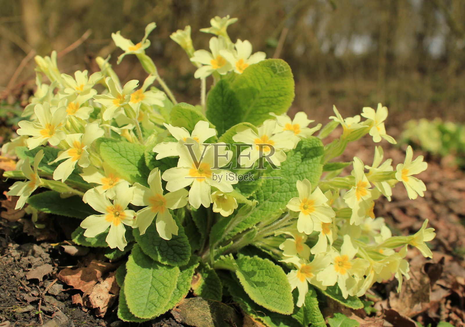 春天林地里的报春花照片摄影图片