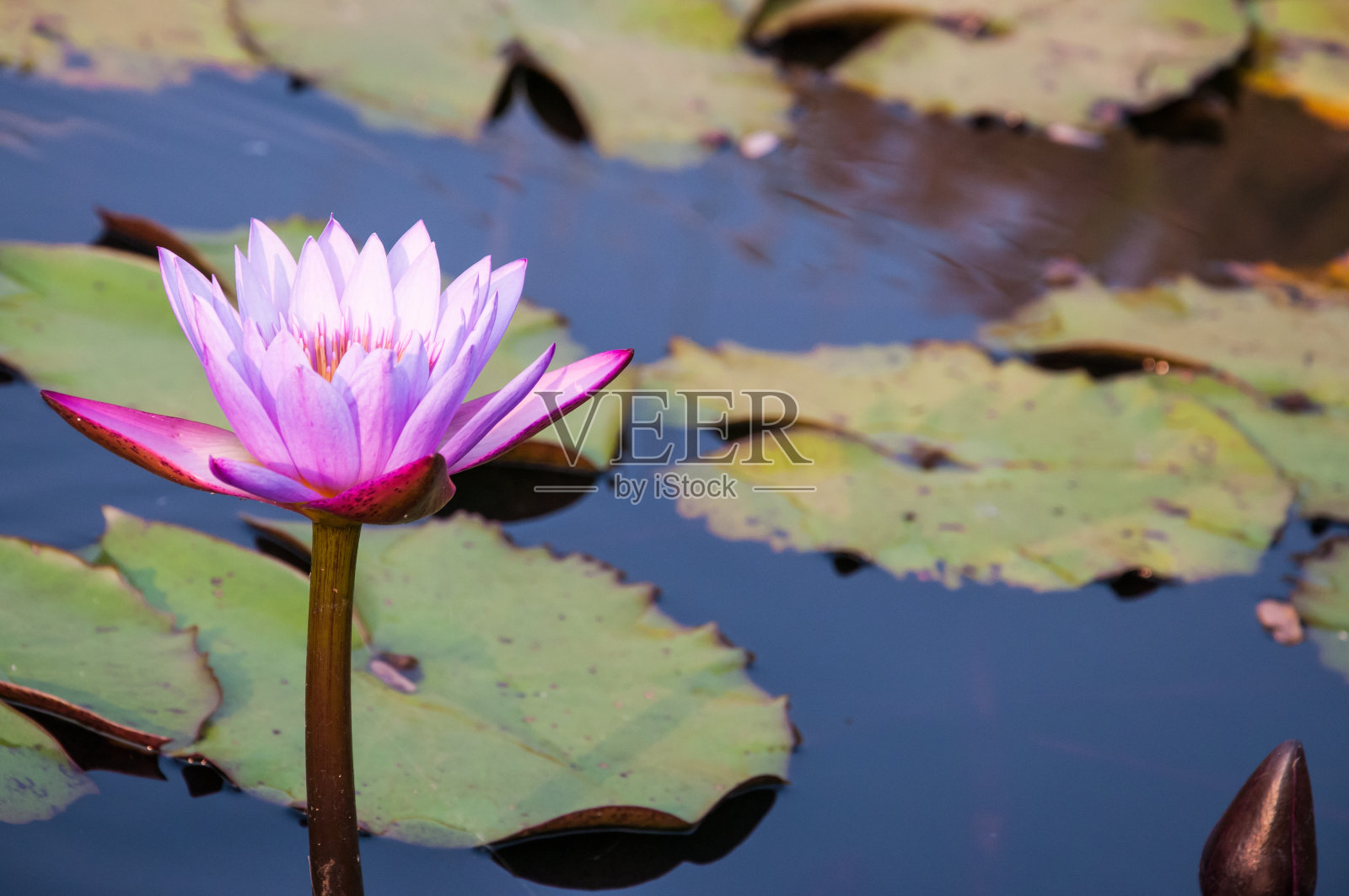 莲花照片摄影图片