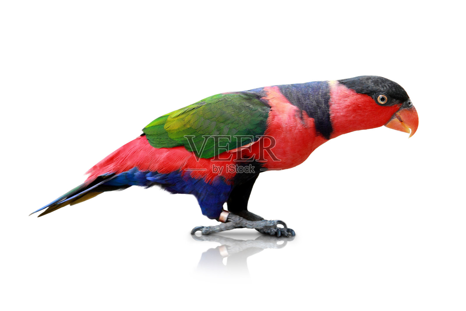 吸蜜鹦鹉鸟照片摄影图片