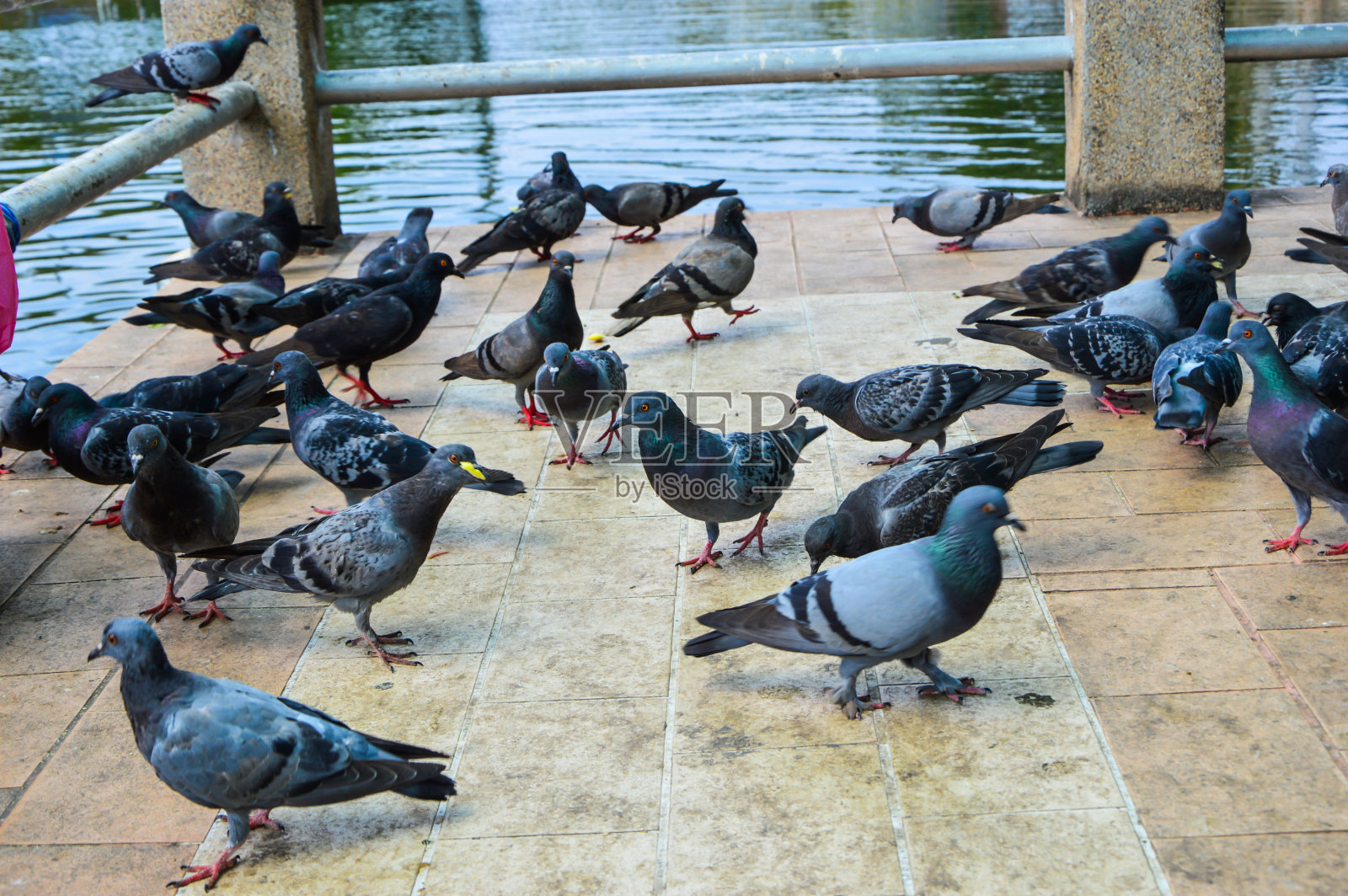 桥上的鸟儿照片摄影图片