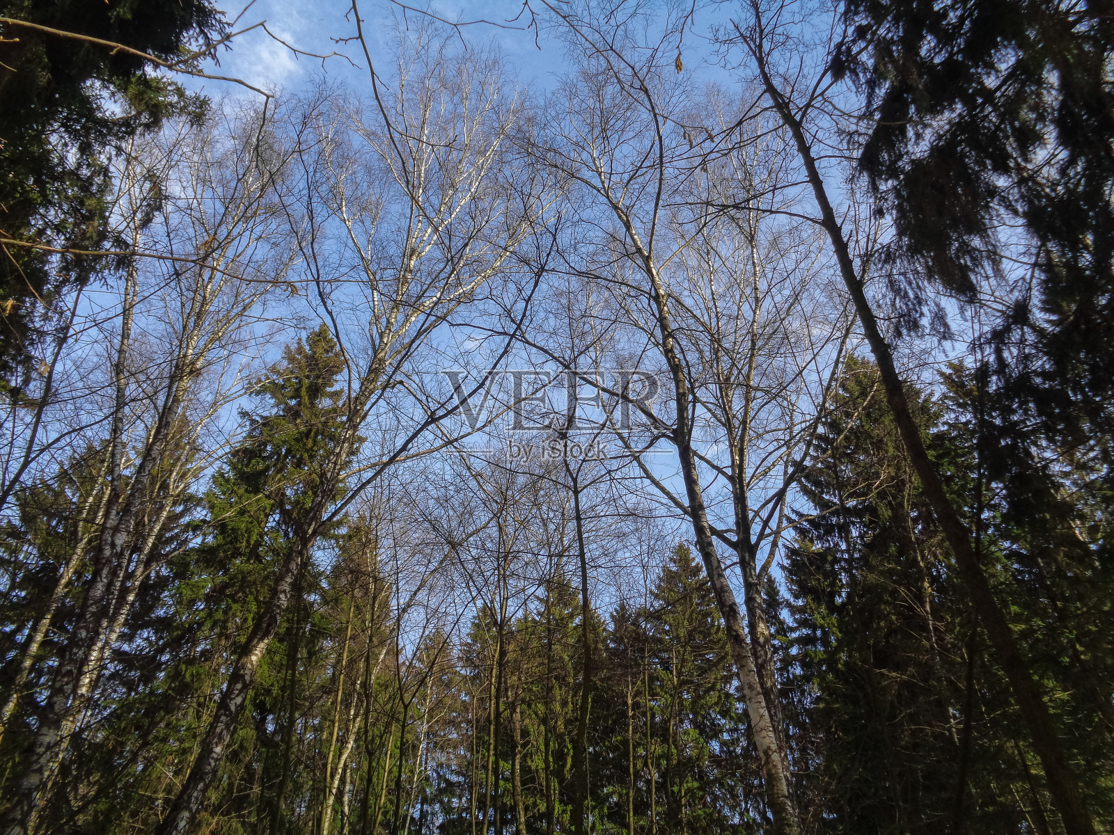 在冬天的森林里醒来迎接春天。北亚自然照片摄影图片