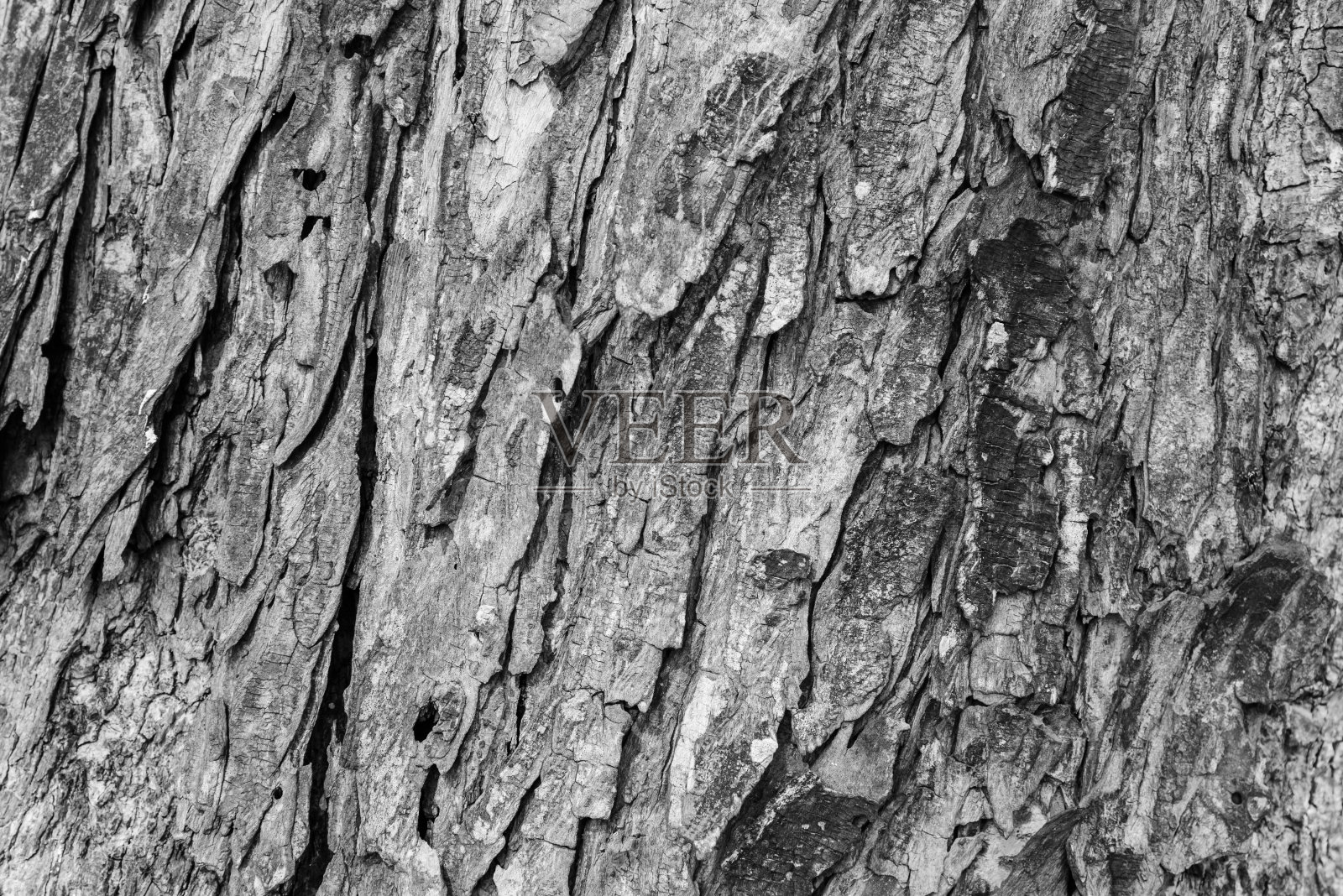 老树皮的纹理。自然背景照片摄影图片