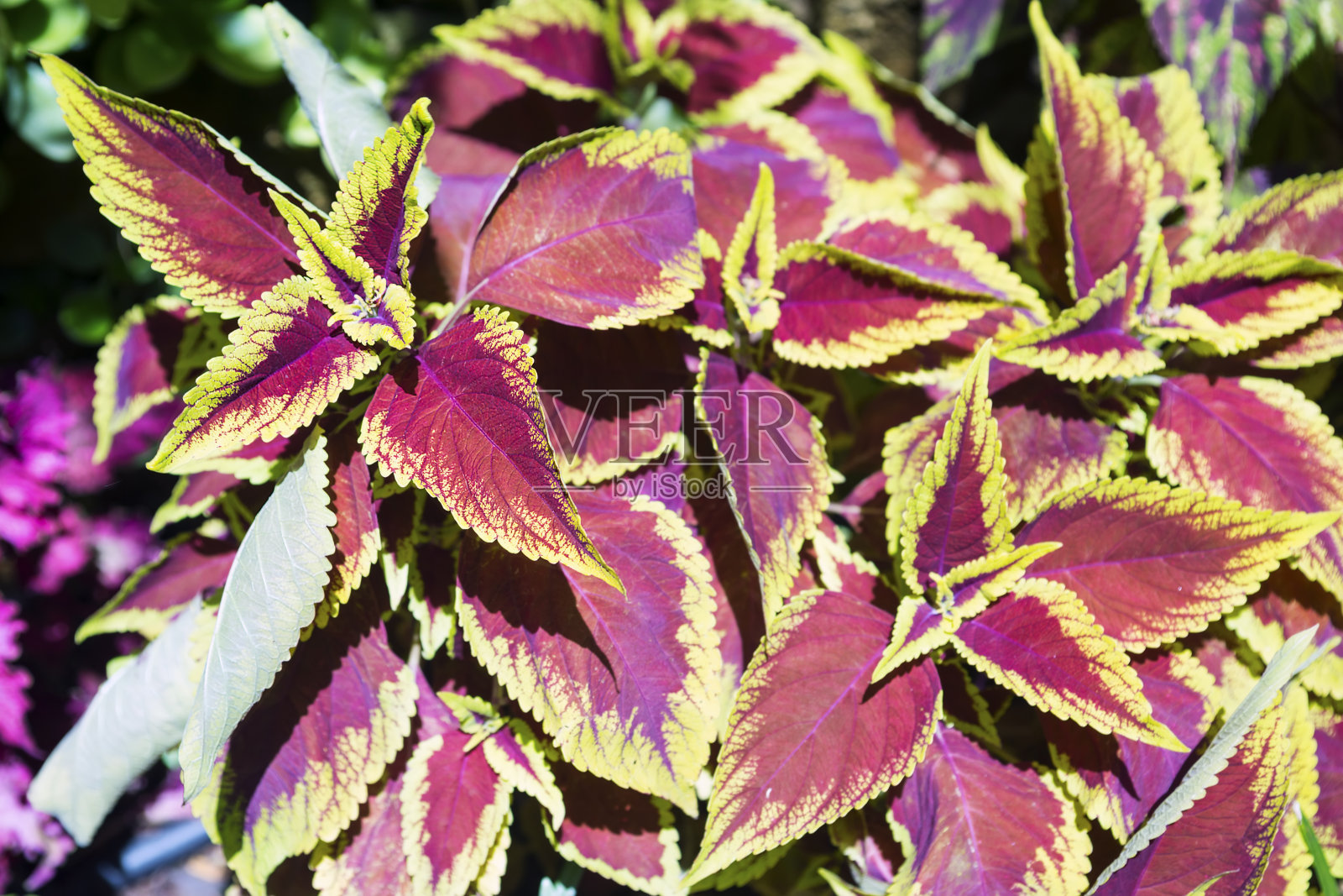 全框架视图的紫色颜色照片摄影图片